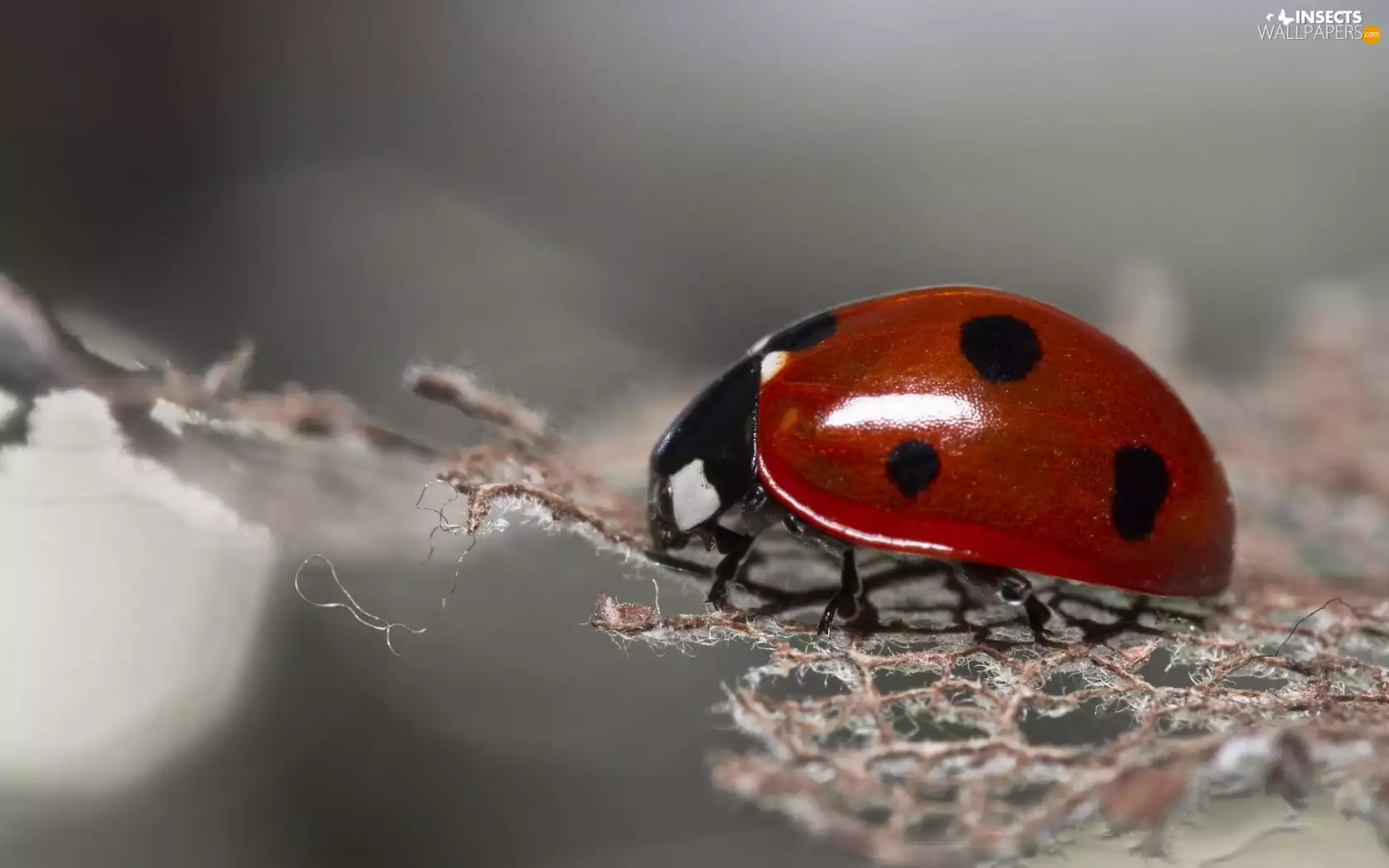 ladybird
