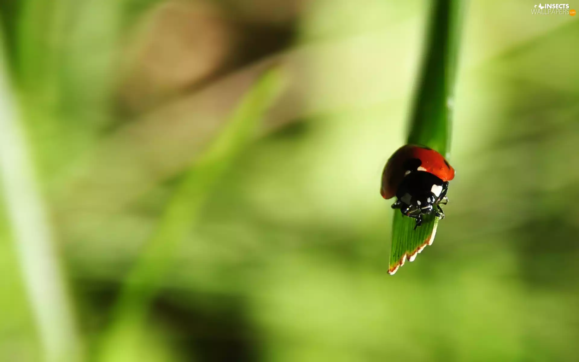 ladybird