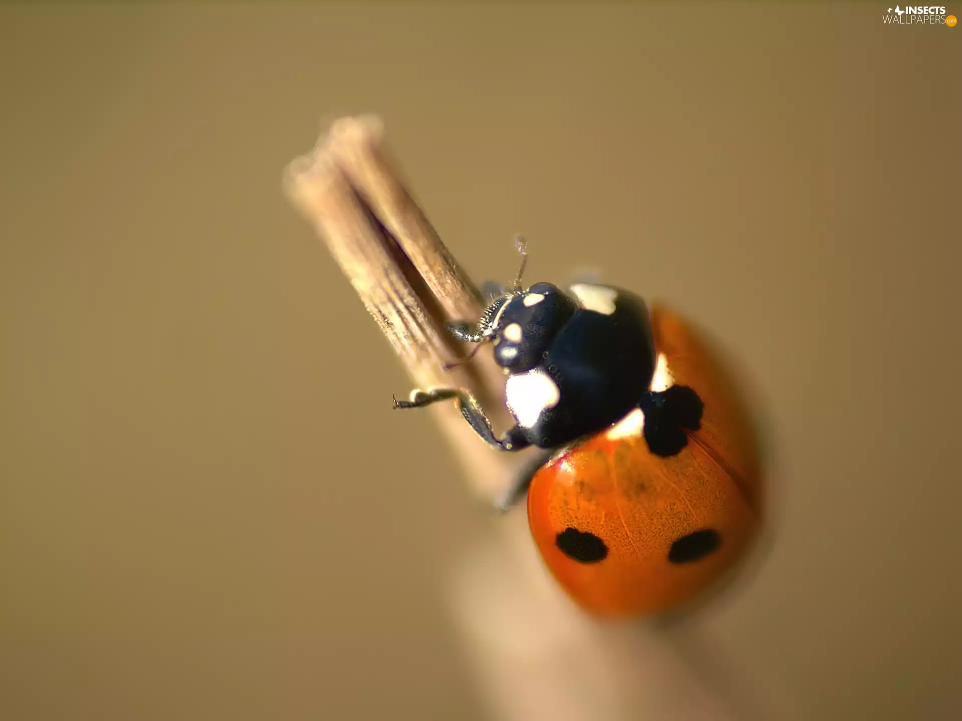 ladybird