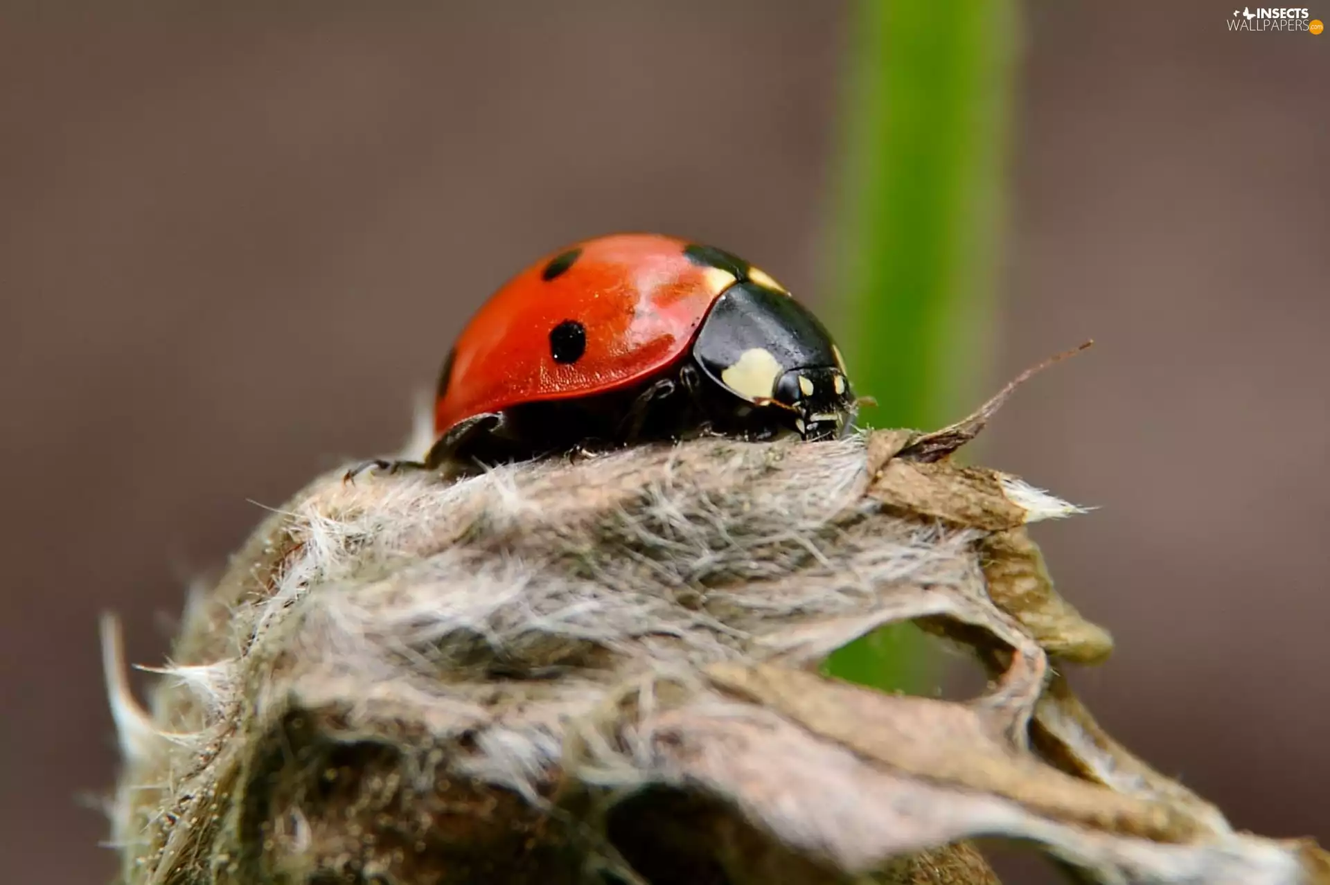 ladybird, area