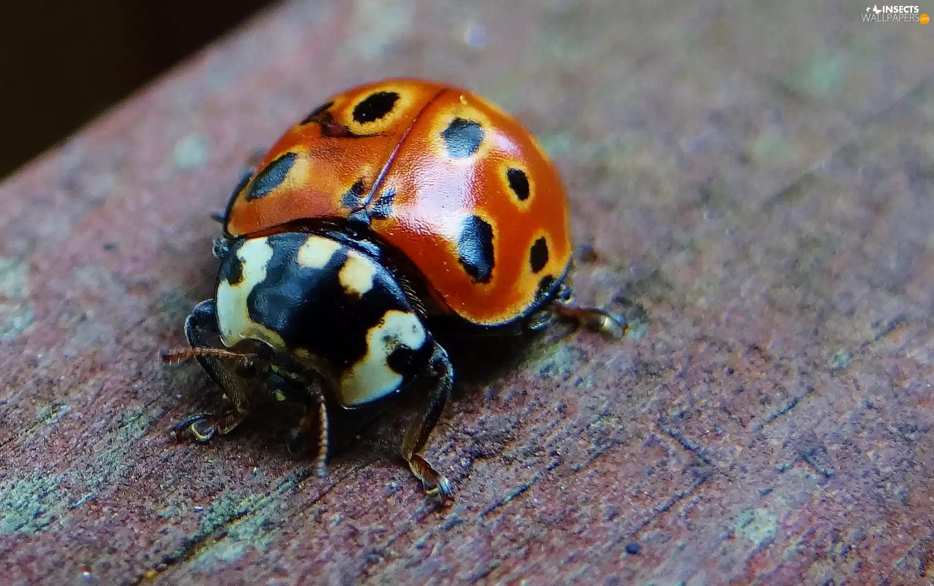 ladybird, Asian