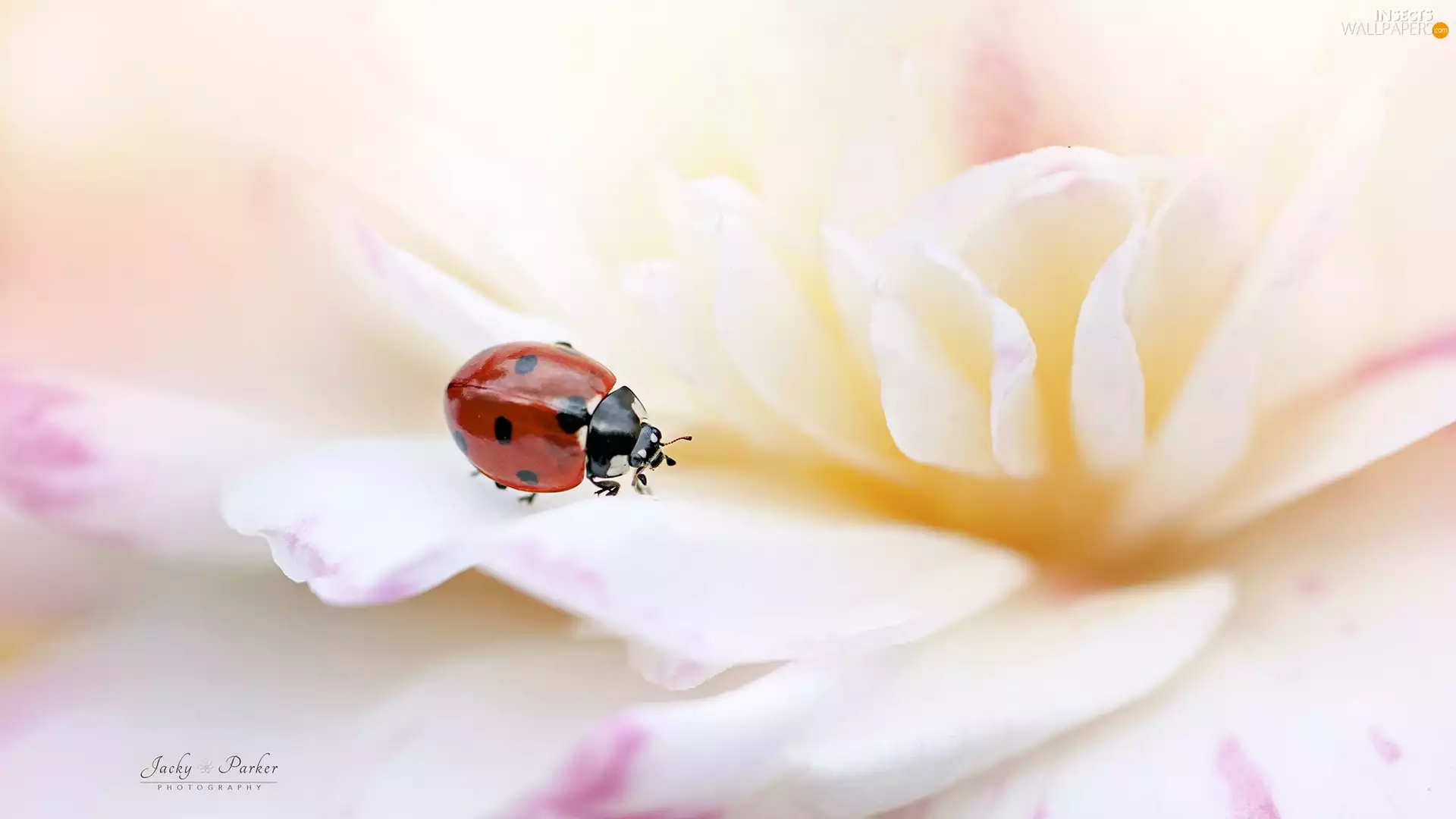 Close, Colourfull Flowers, ladybird
