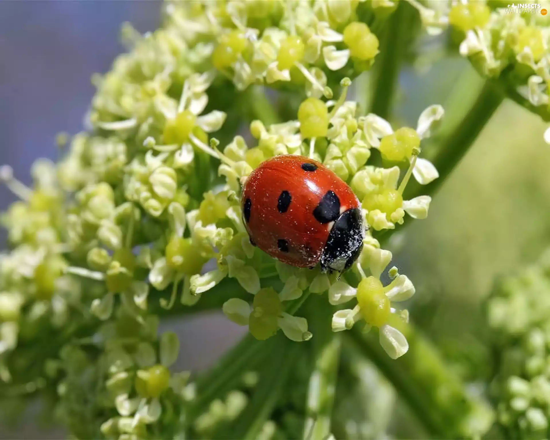 Colourfull Flowers, small, ladybird