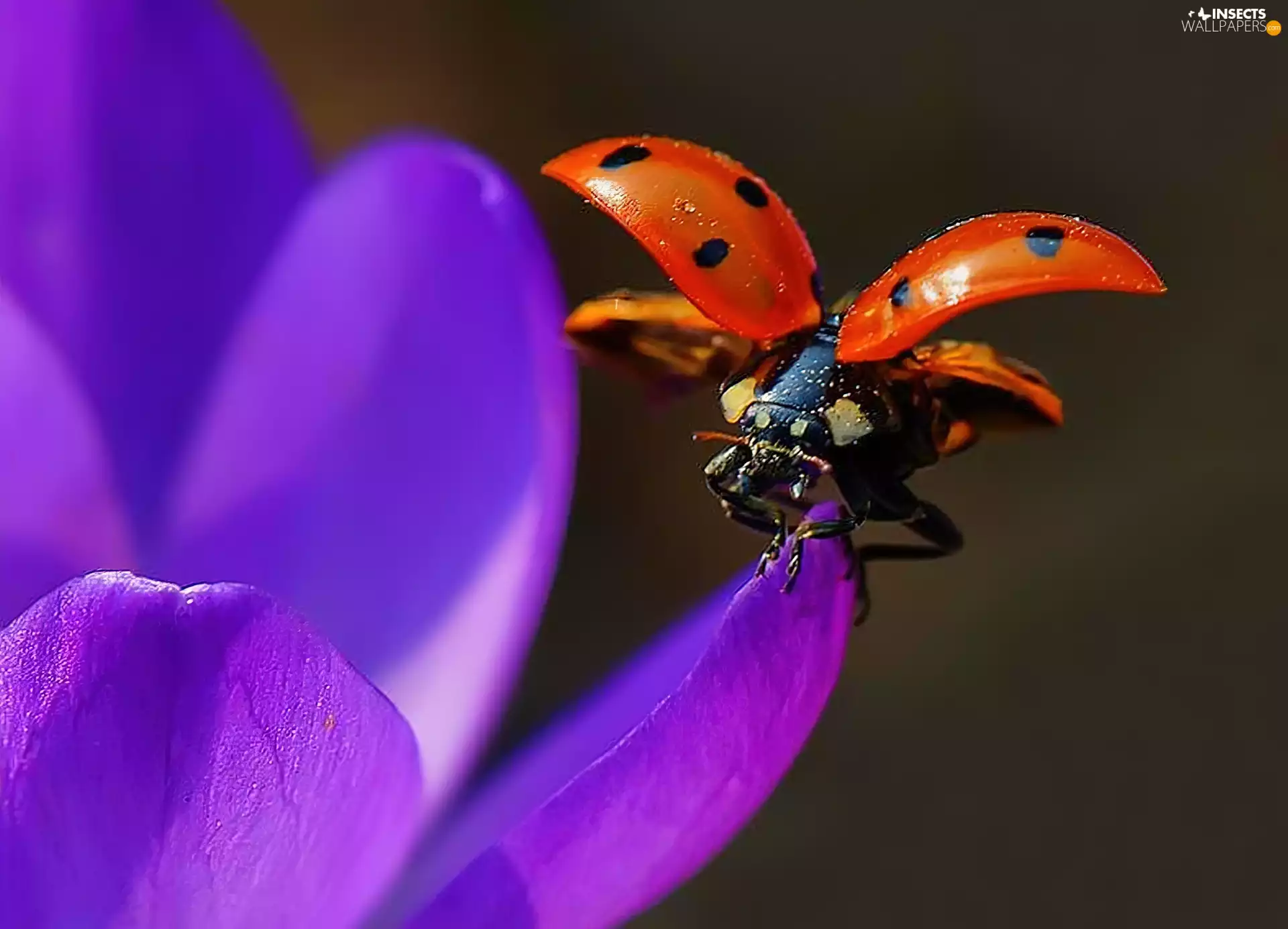 ladybird, crocus