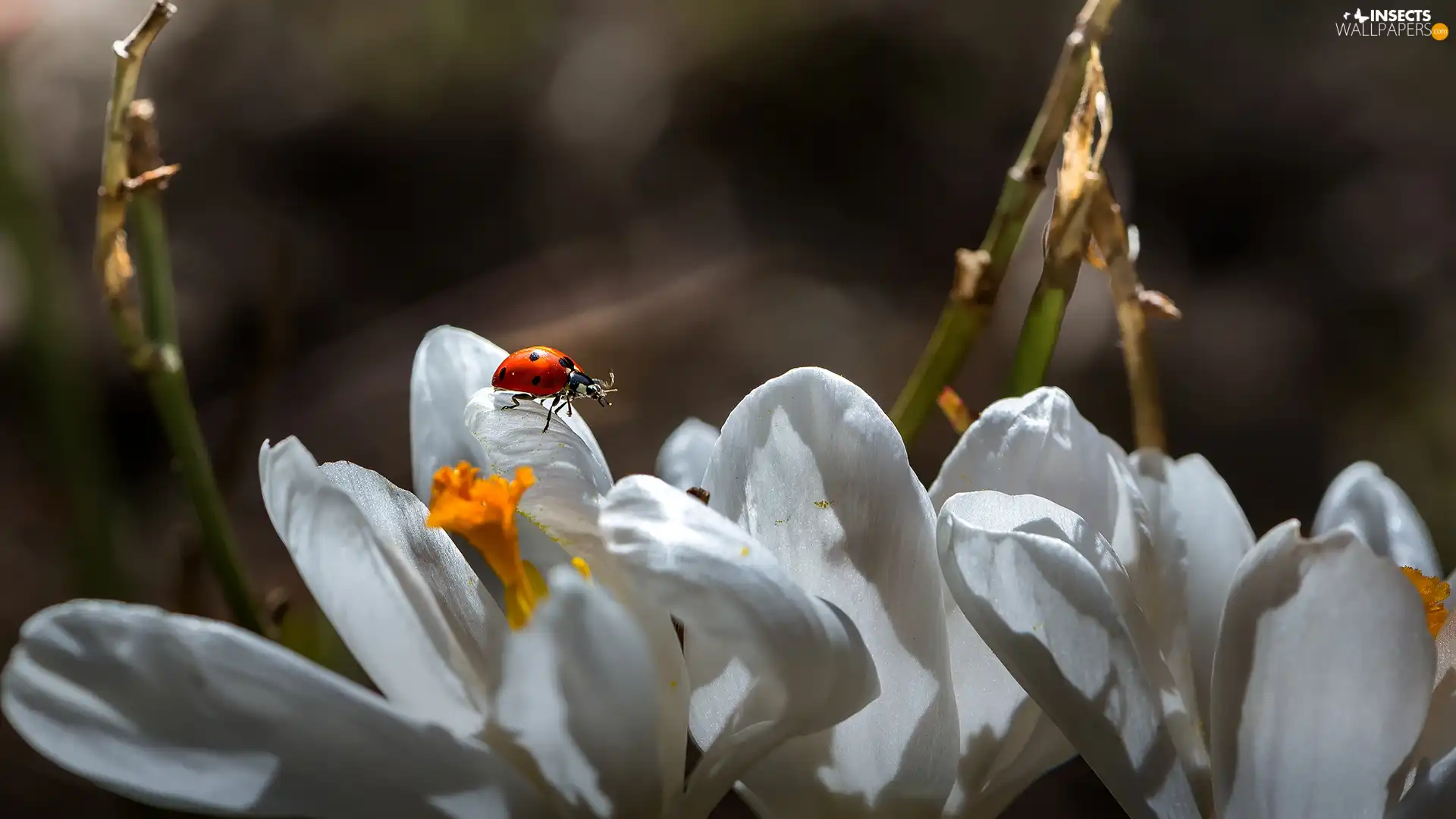 ladybird, White, crocuses