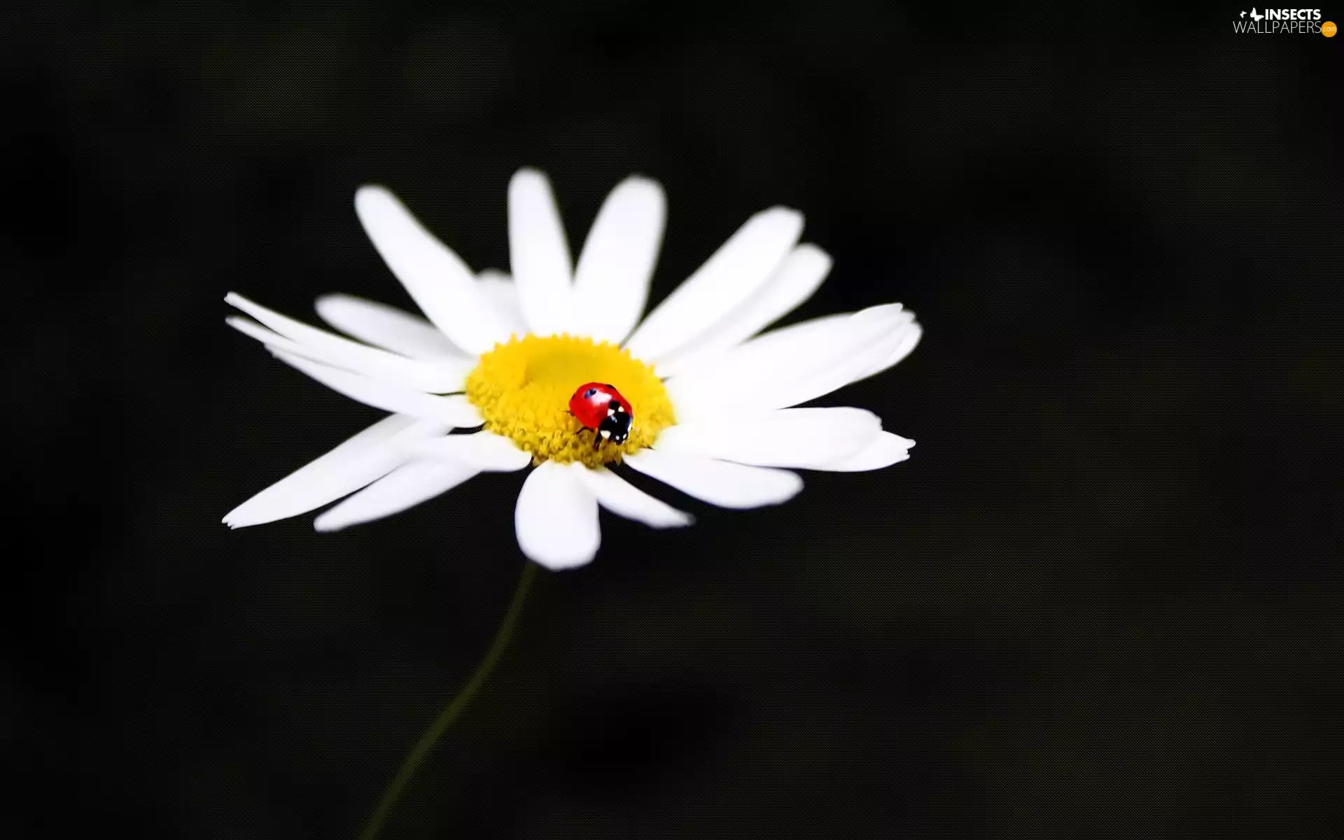 Colourfull Flowers, Daisy, ladybird, Oxeye Daisy