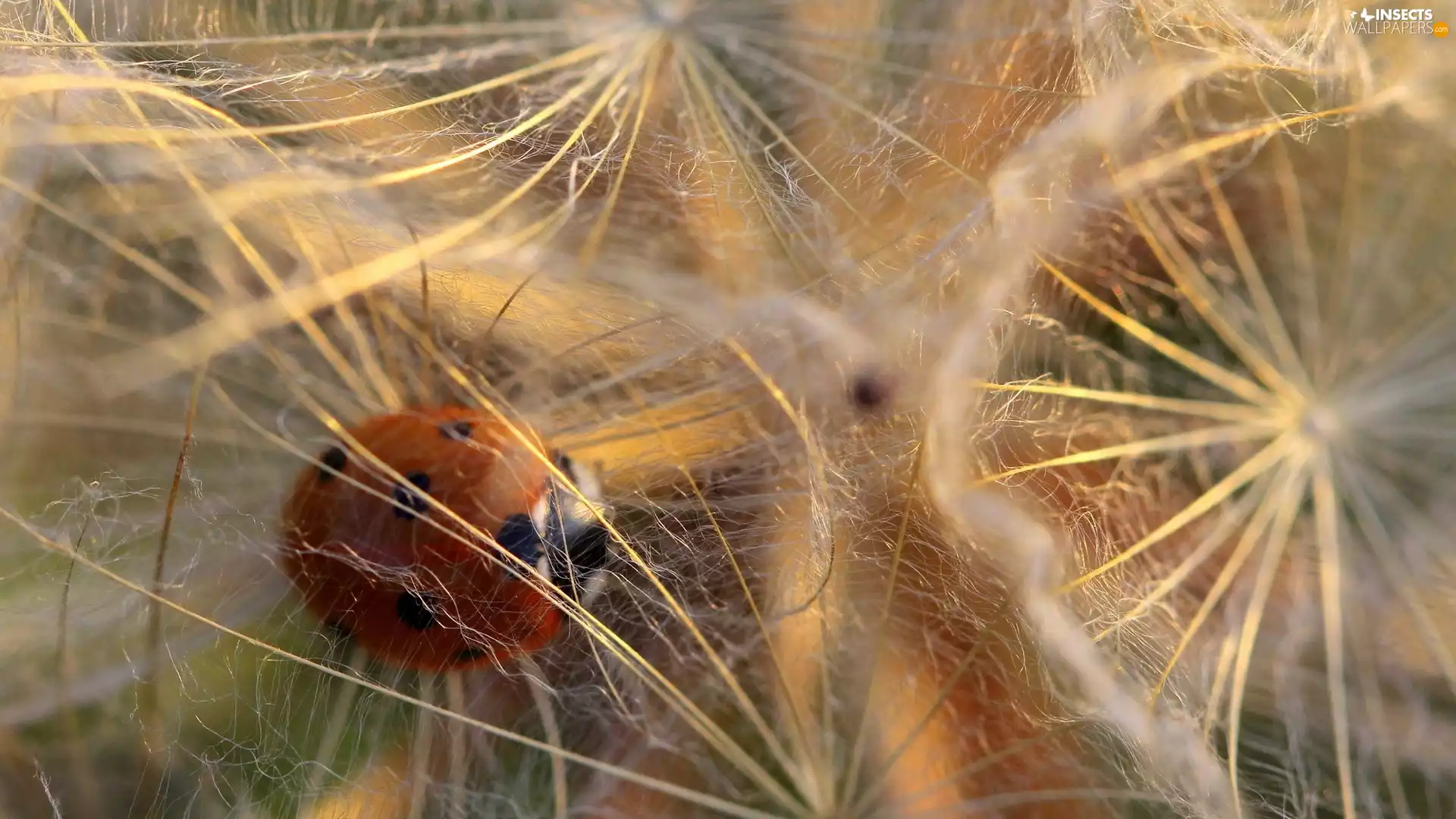 ladybird, dandelions