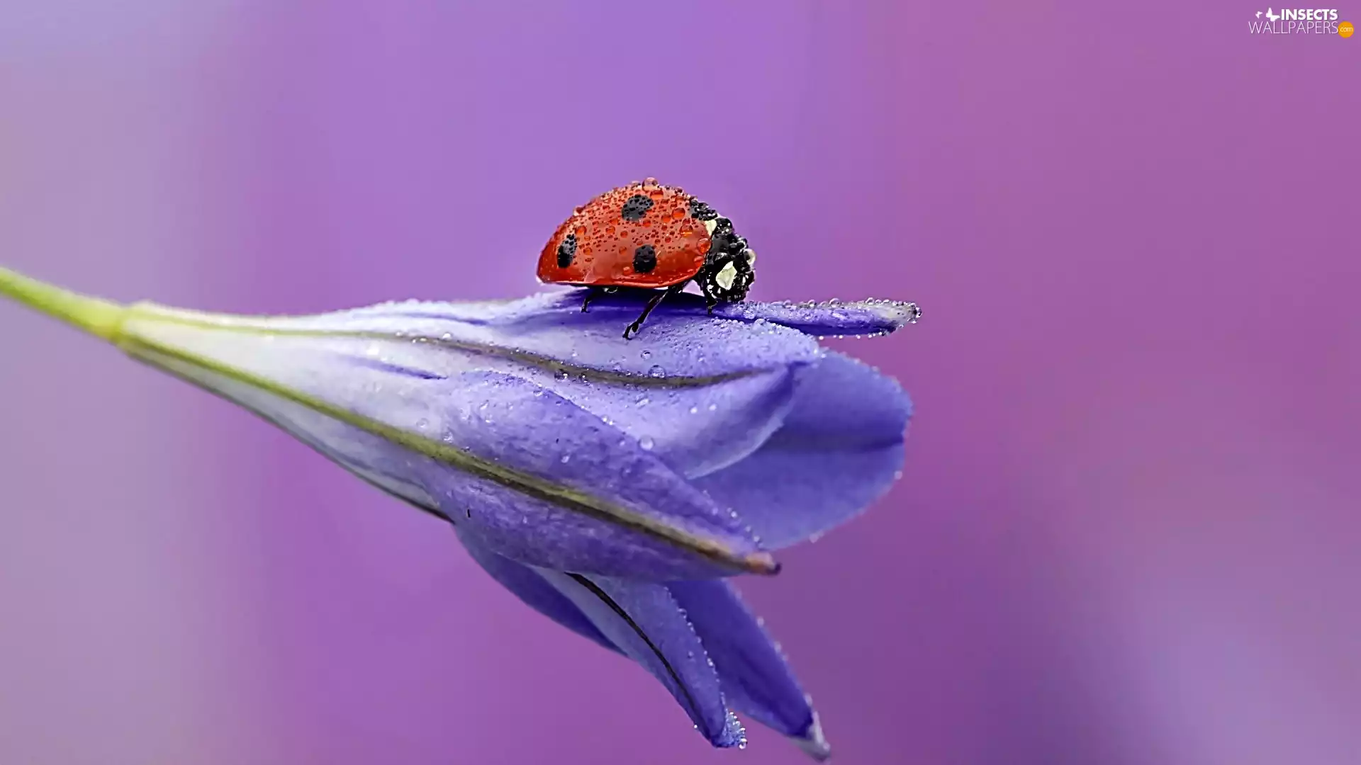 drops, Colourfull Flowers, ladybird