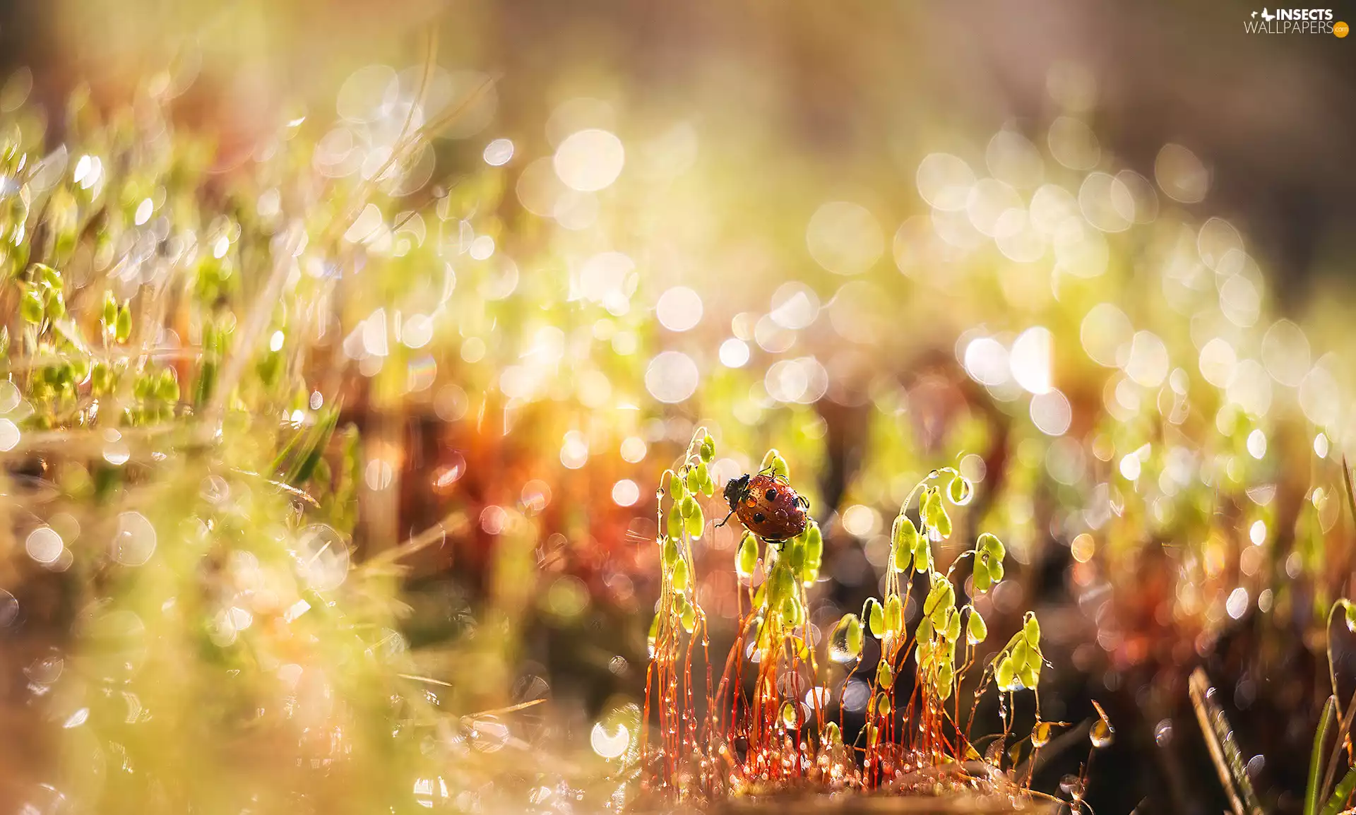 ladybird, Plants, drops