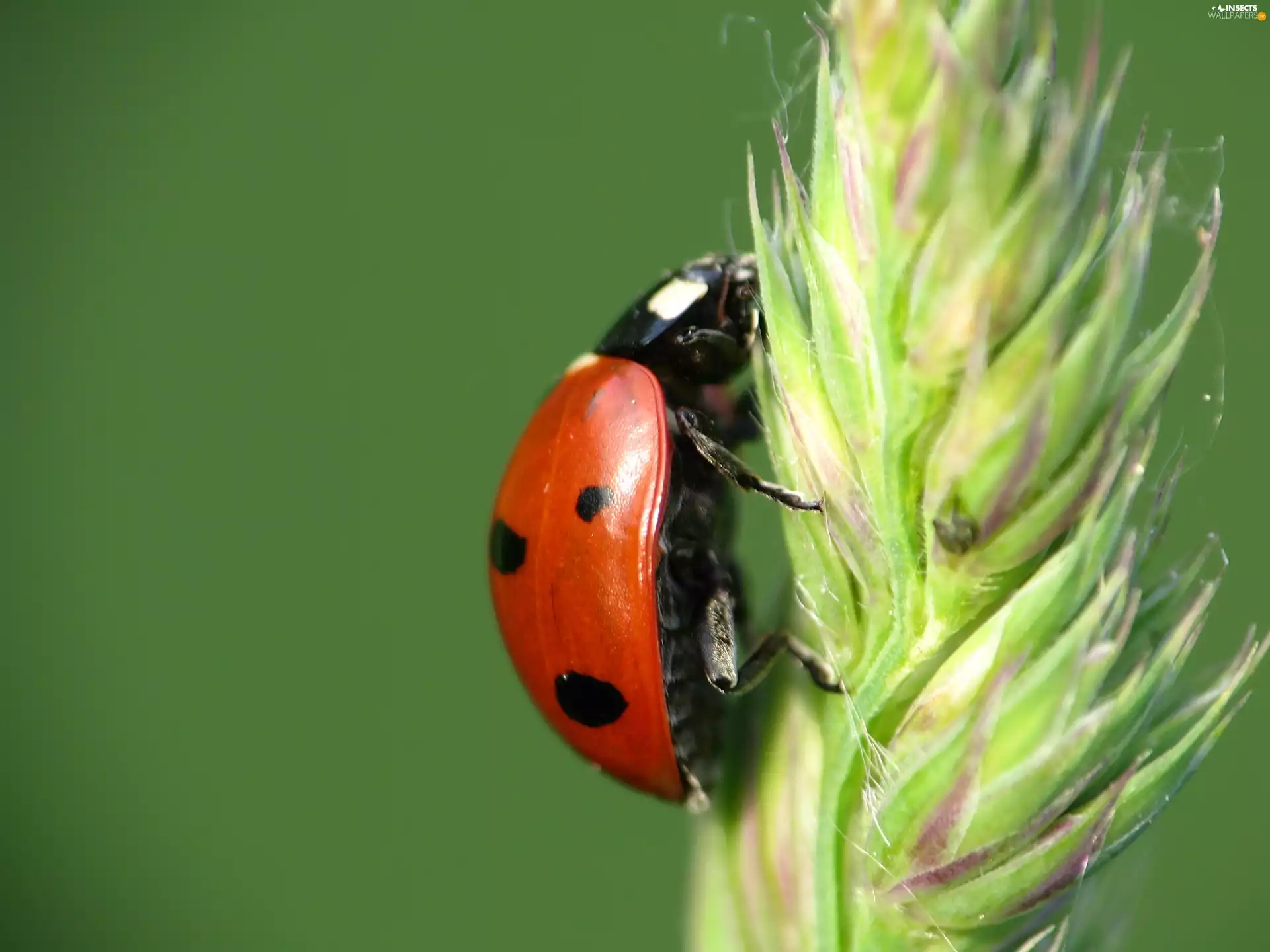 ladybird, ear