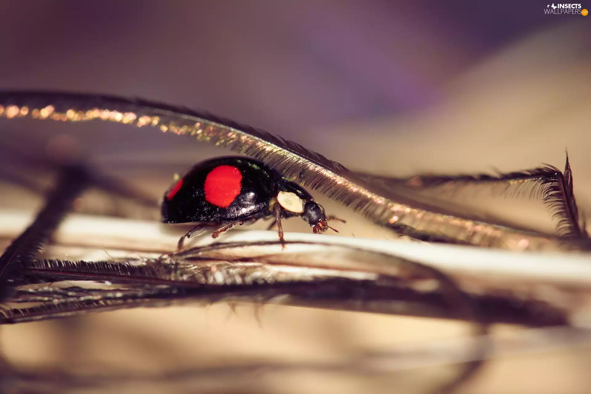 ladybird, feather
