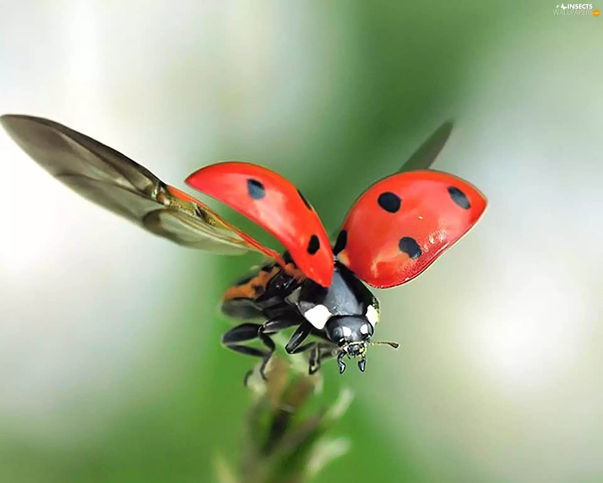 ladybird, flight
