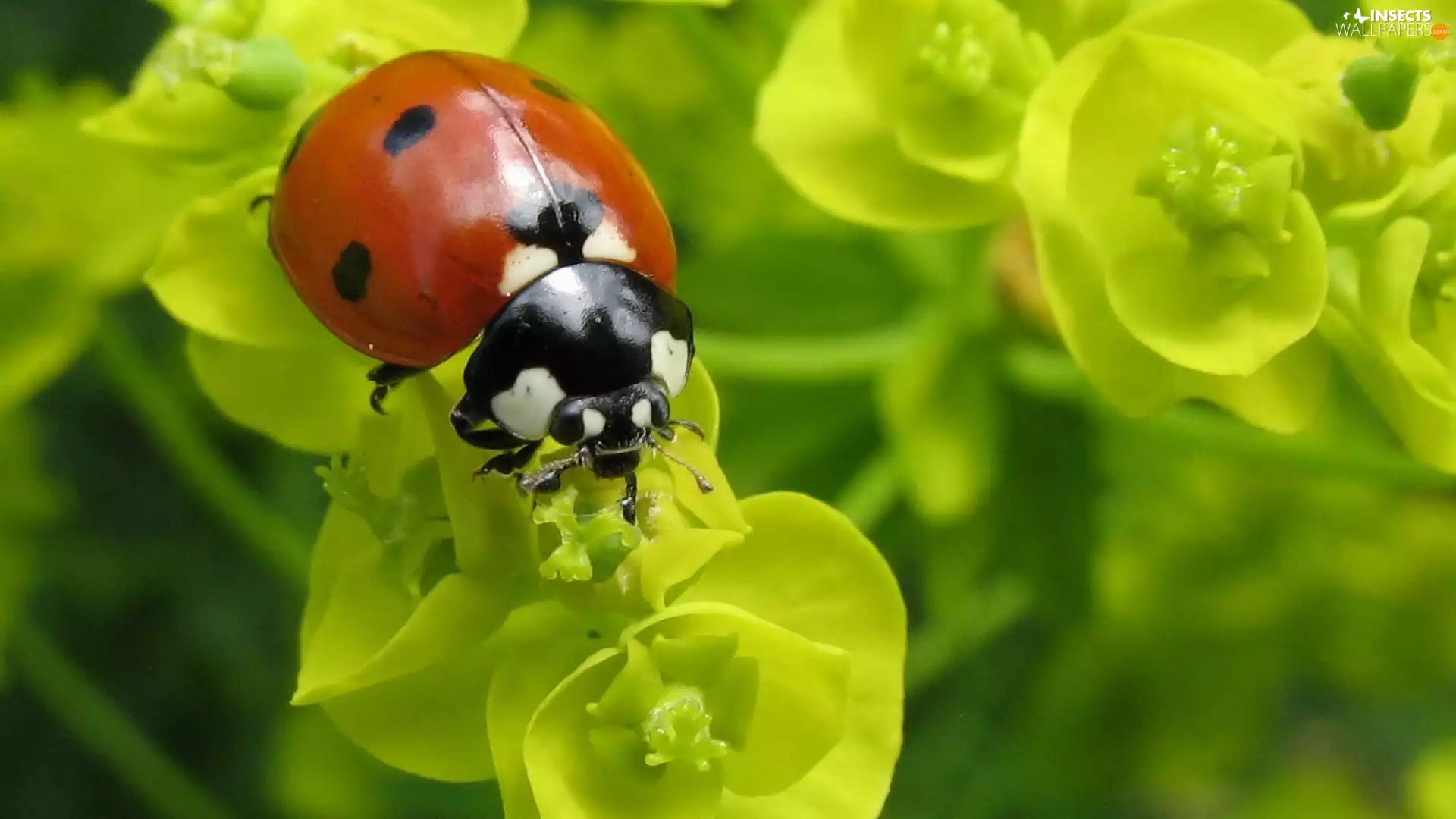 ladybird, Flowers