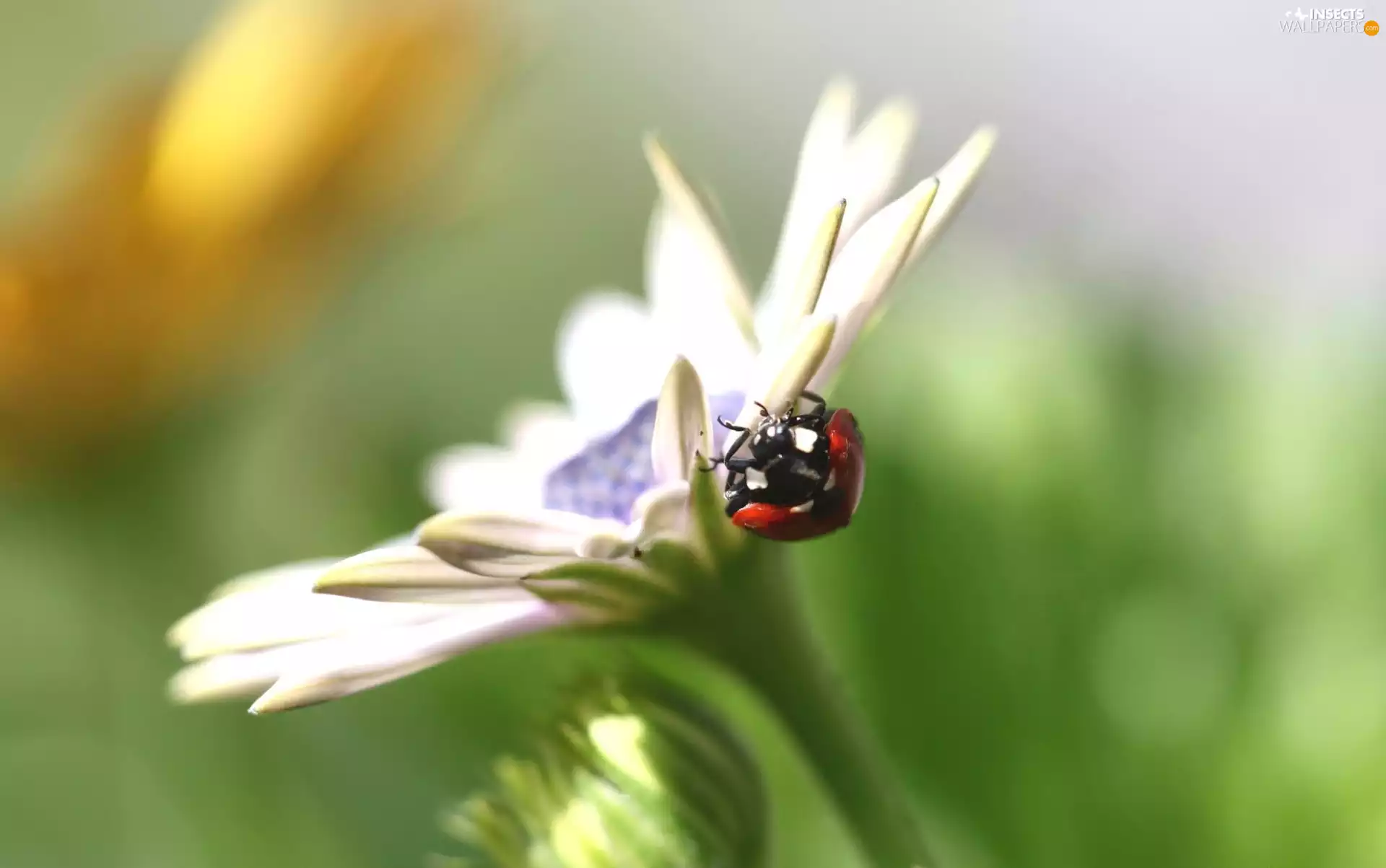 ladybird, Colourfull Flowers