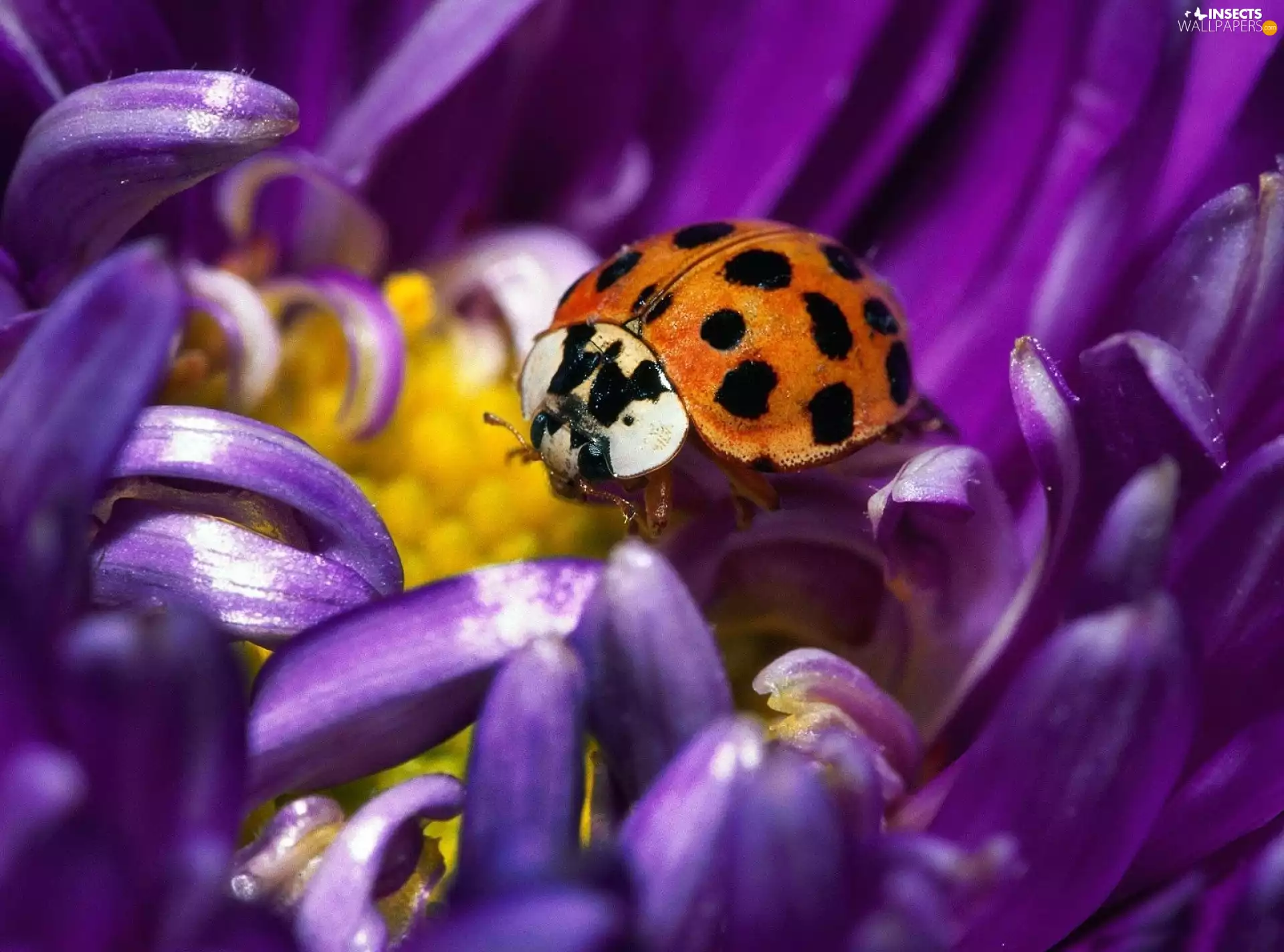 ladybird, Colourfull Flowers
