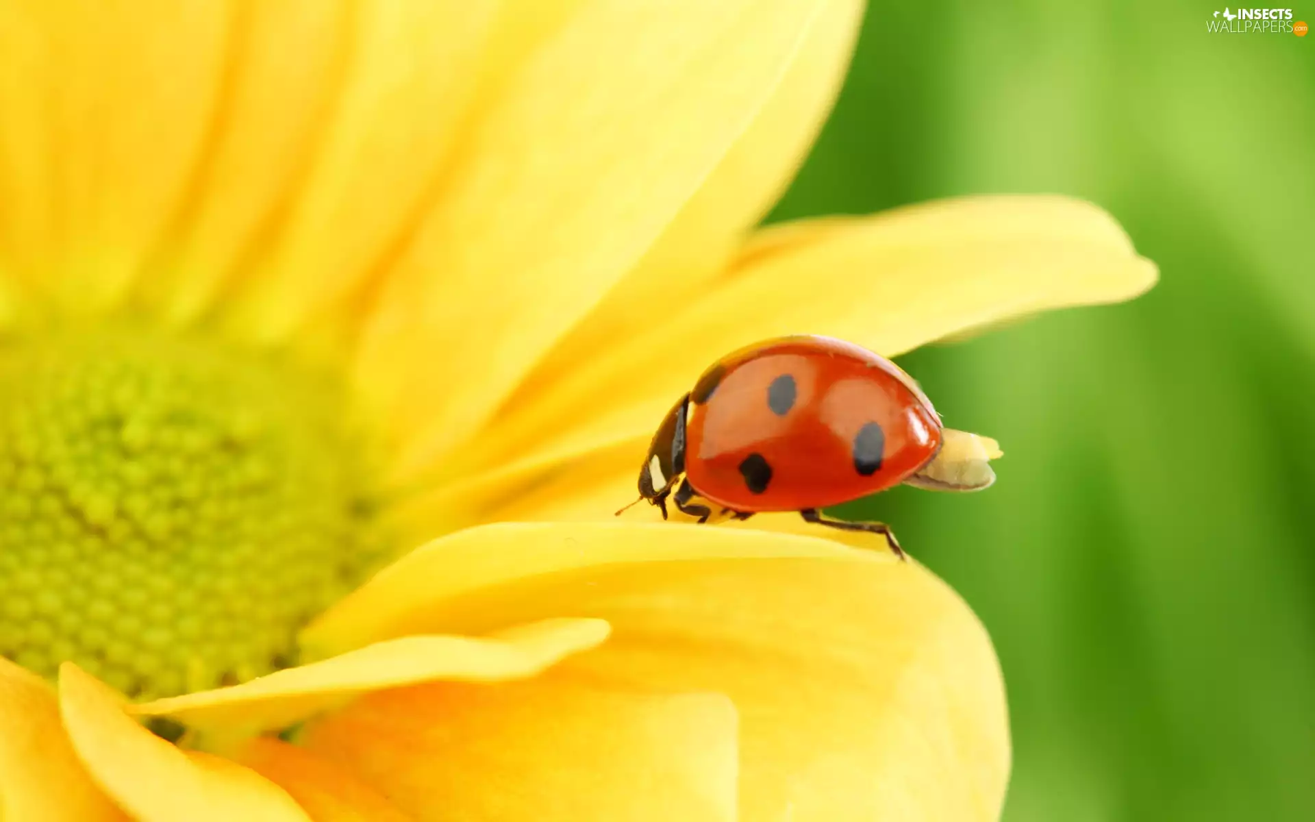 ladybird, Colourfull Flowers