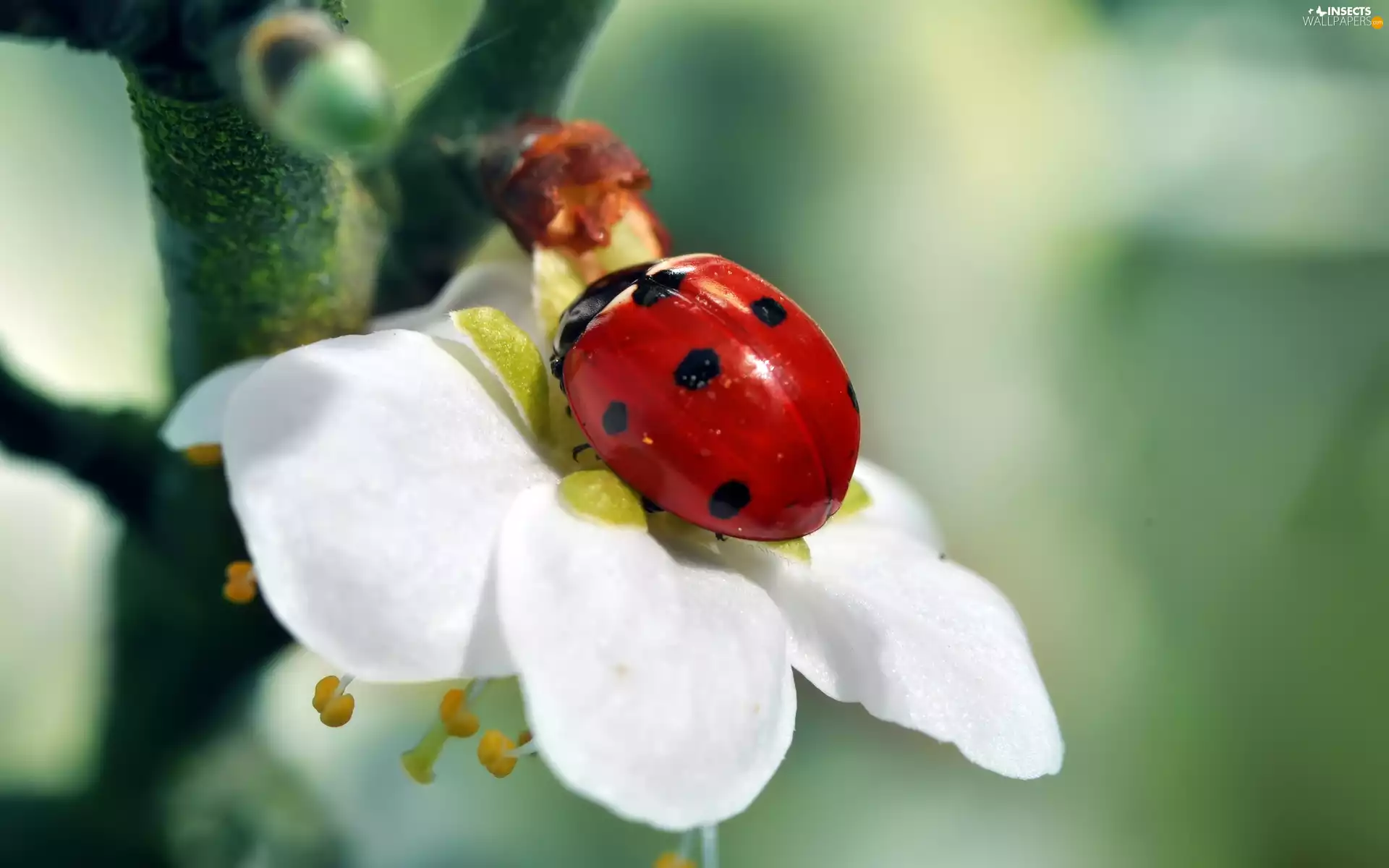 ladybird, Colourfull Flowers
