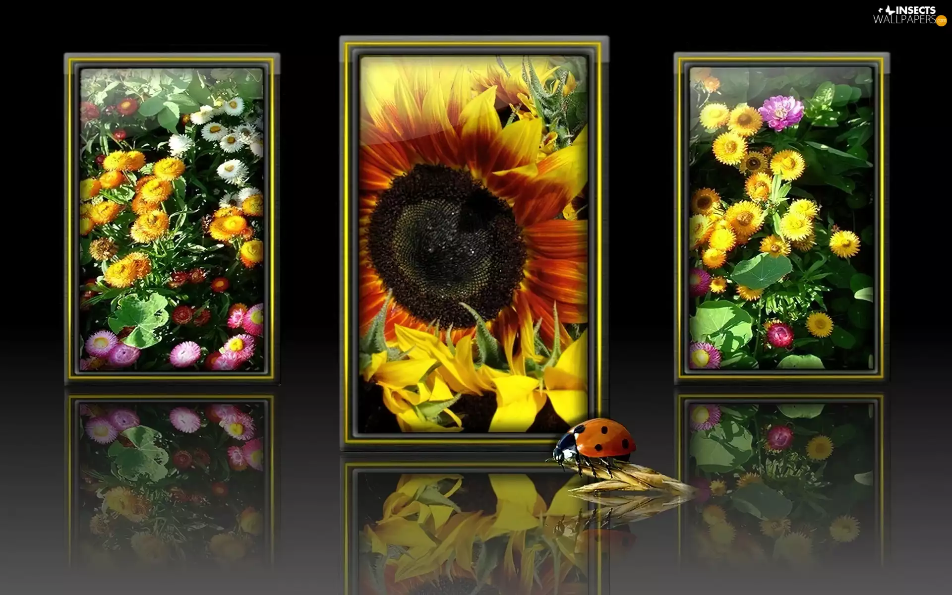 ladybird, Paintings, Flowers