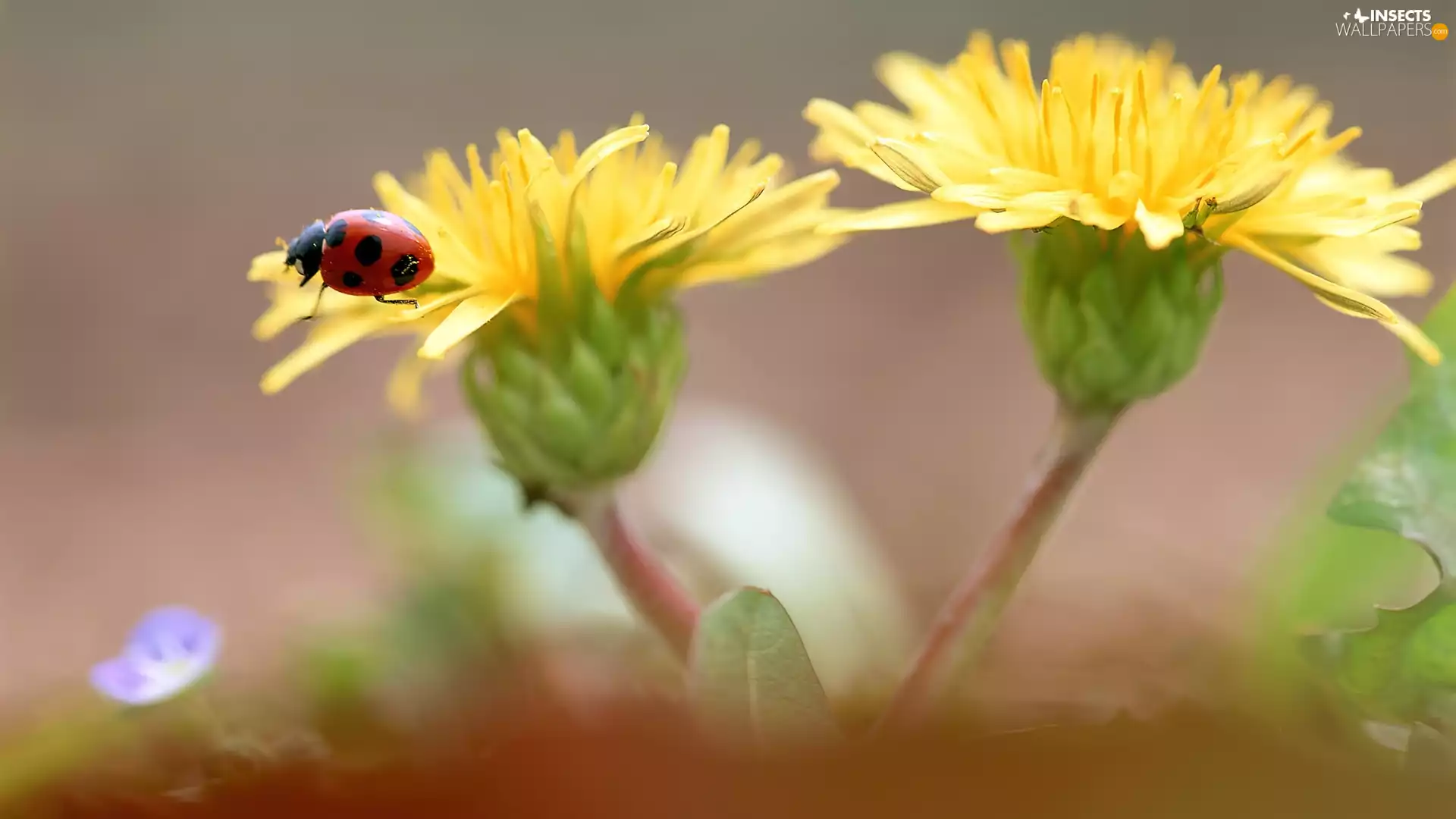 ladybird, Yellow, Flowers