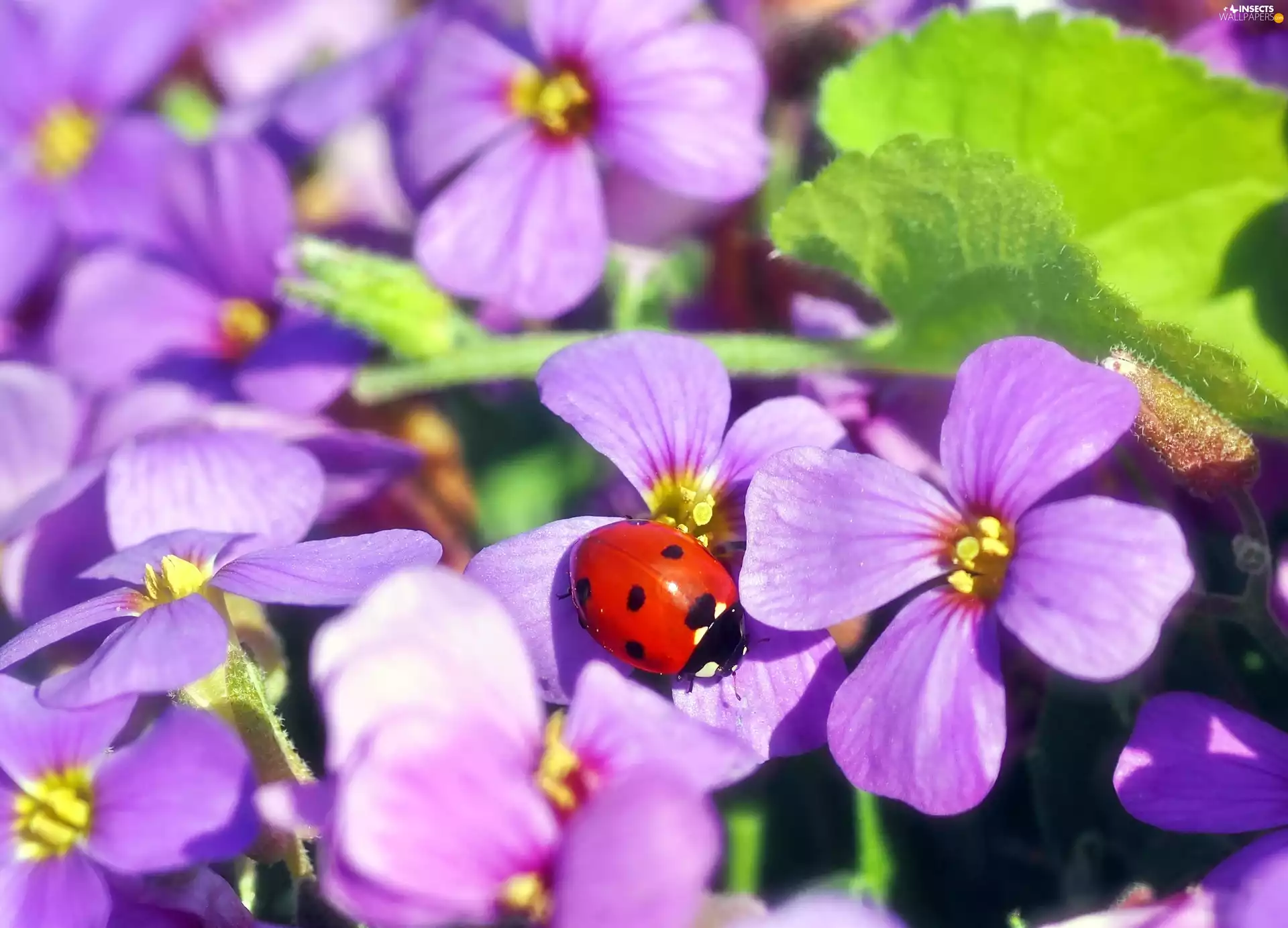 ladybird, Flowers