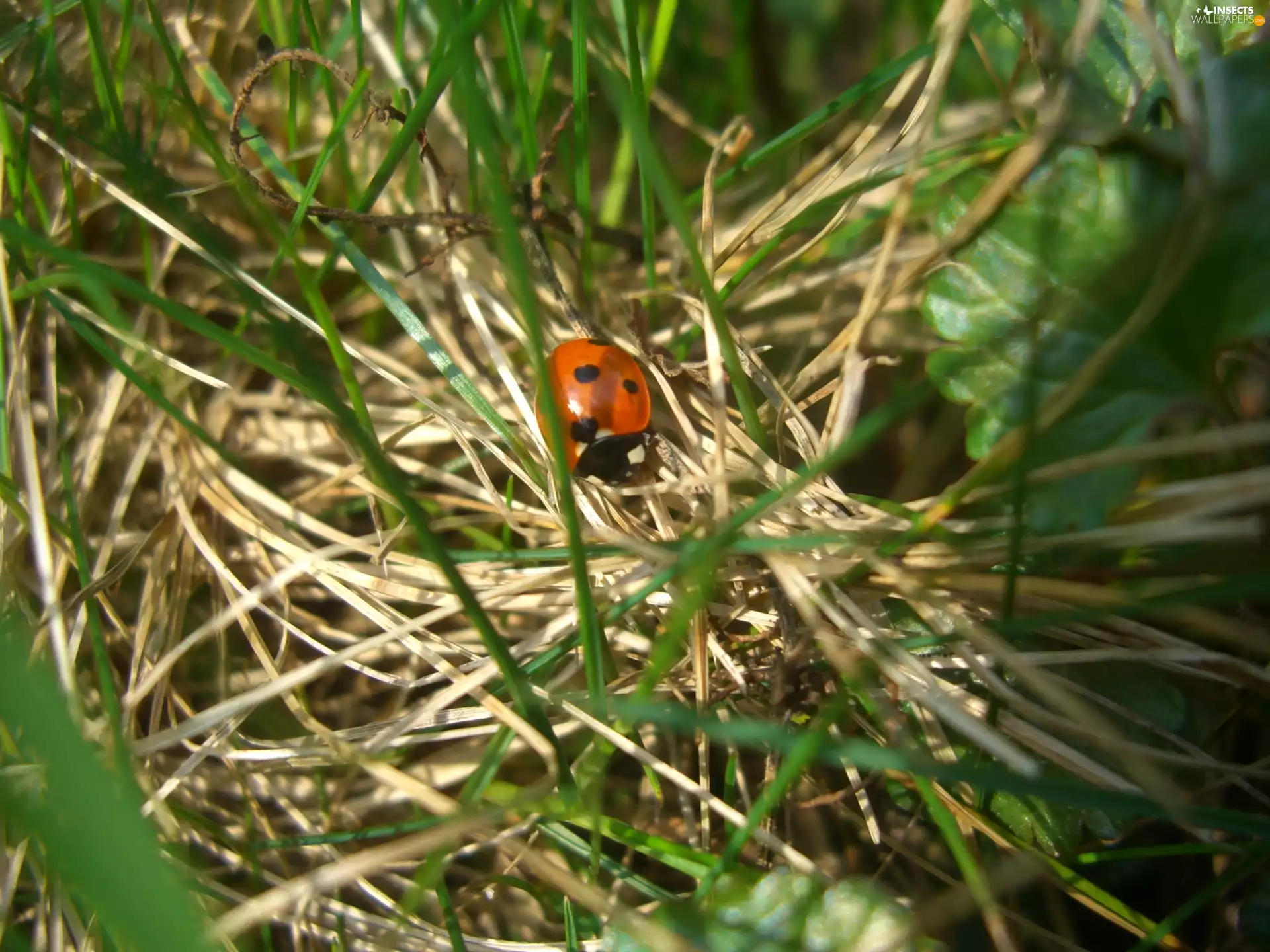 ladybird, grass