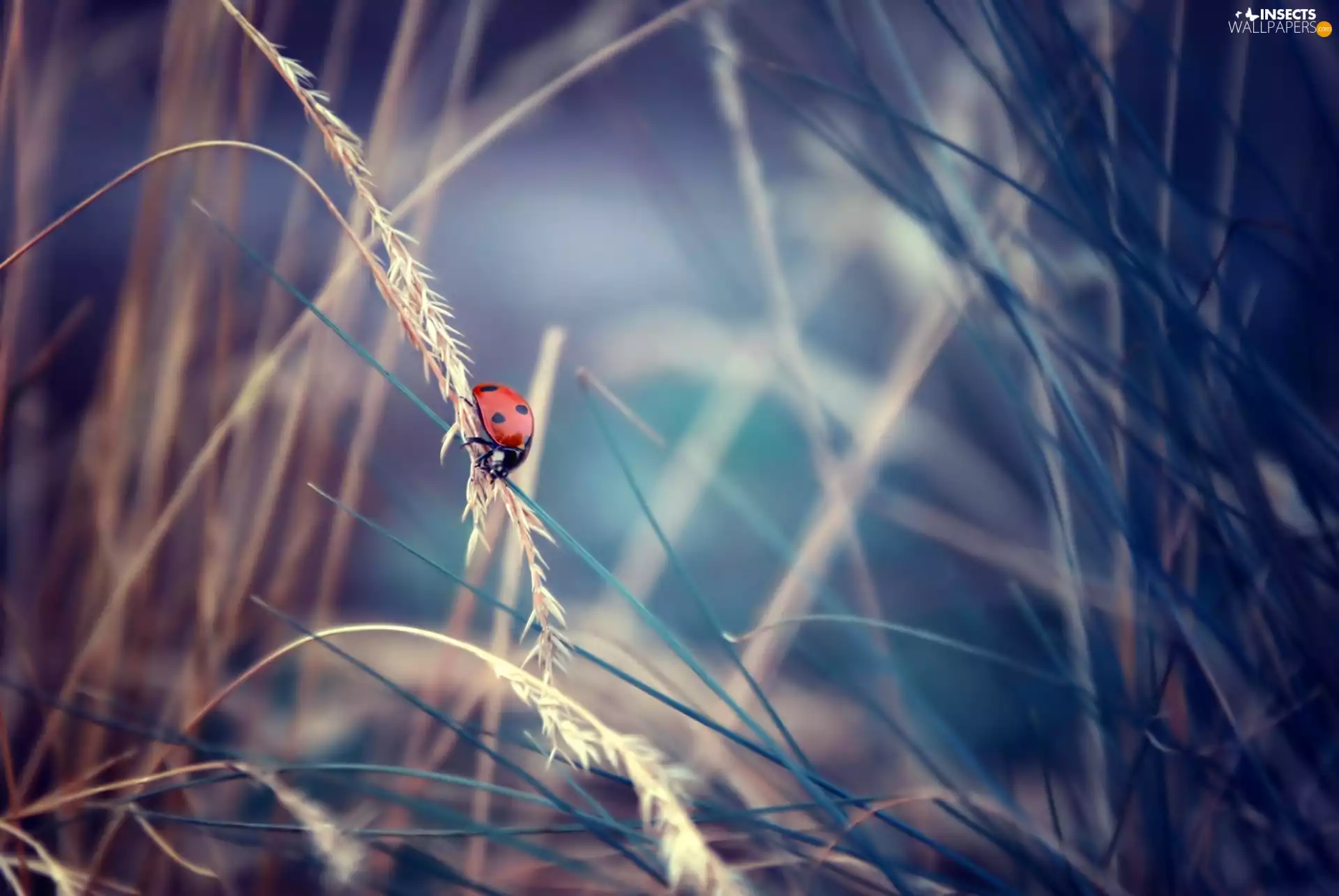 ladybird, dry, grass