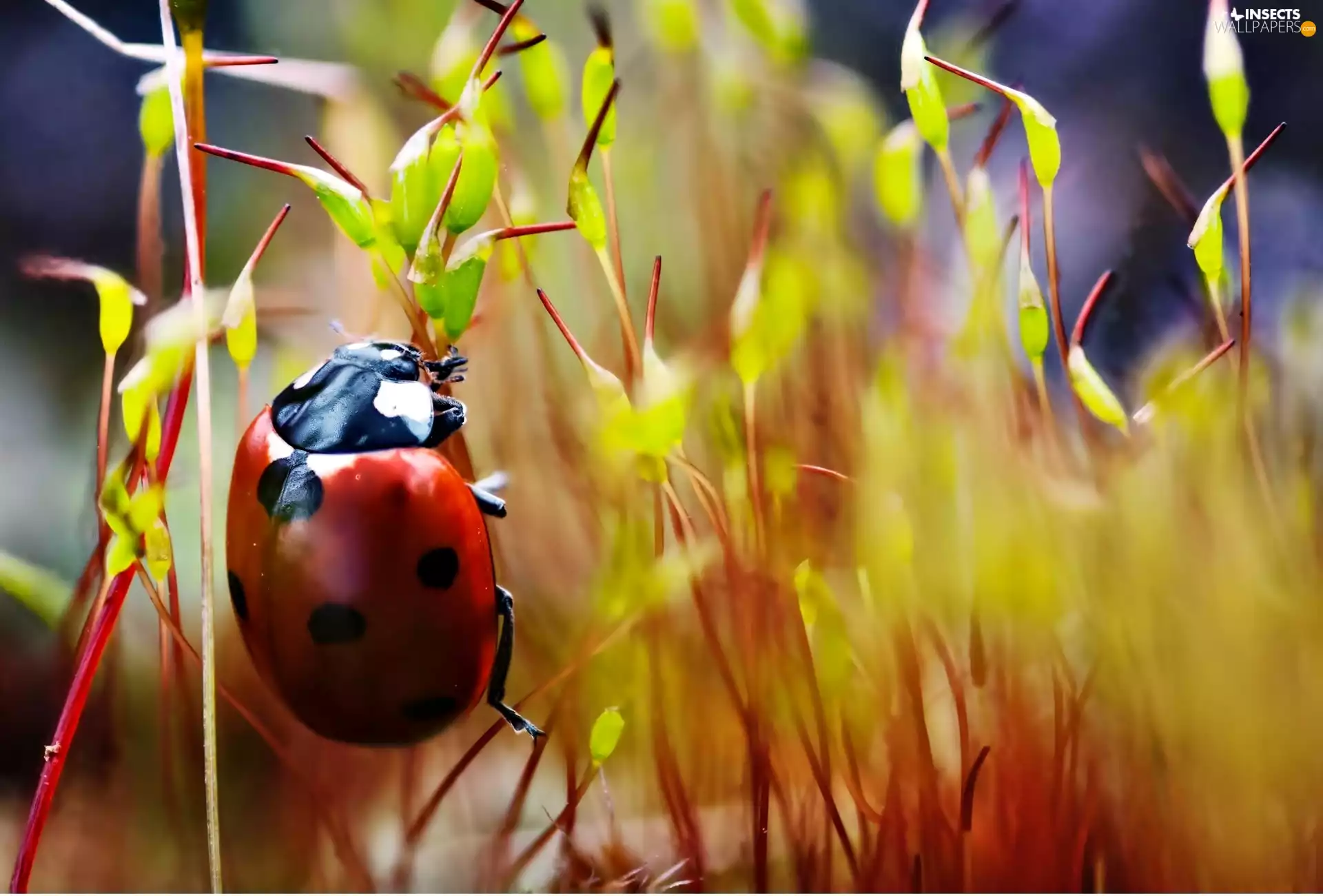 ladybird, grass