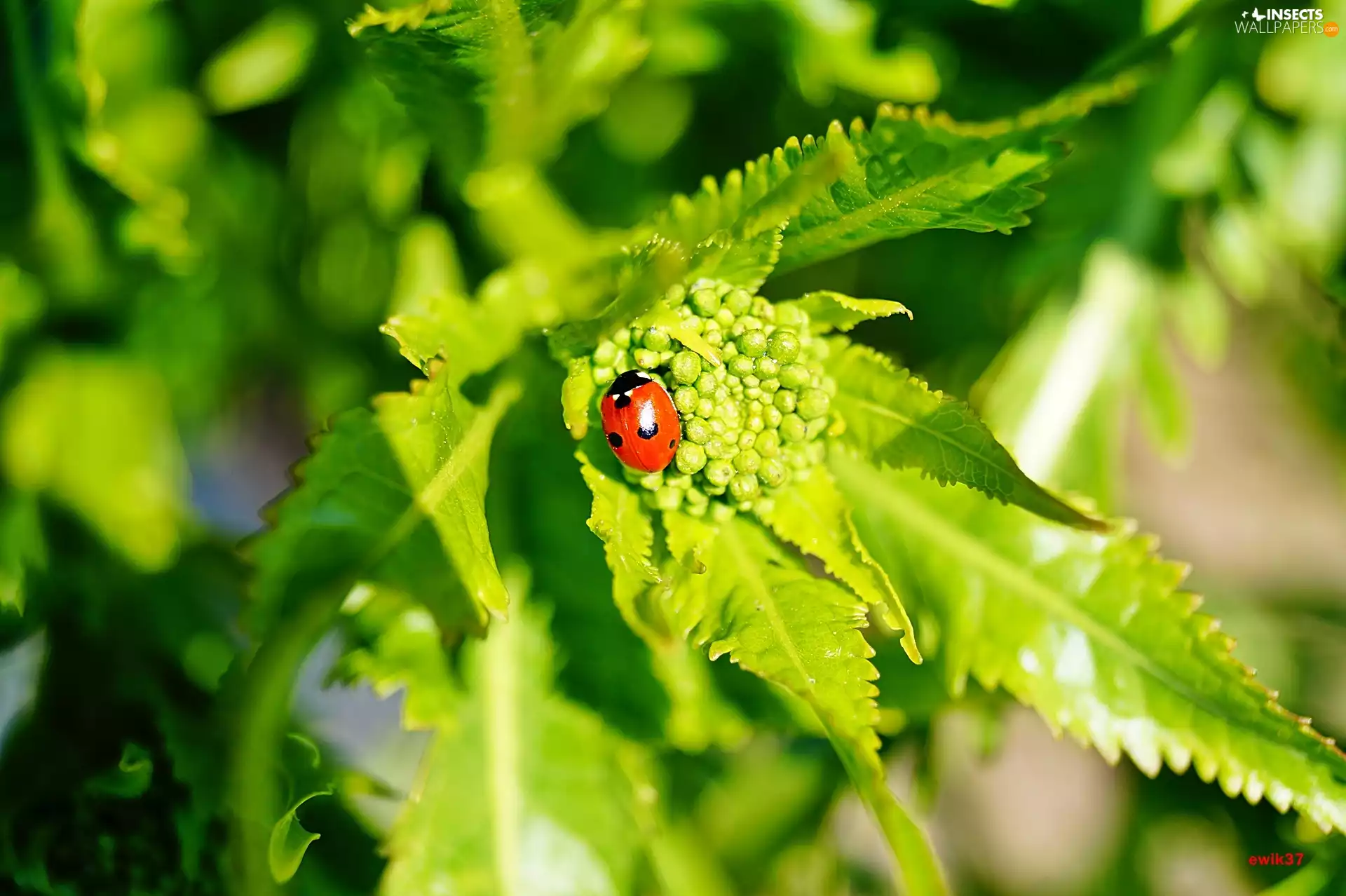 ladybird, Leaf, Horseradish