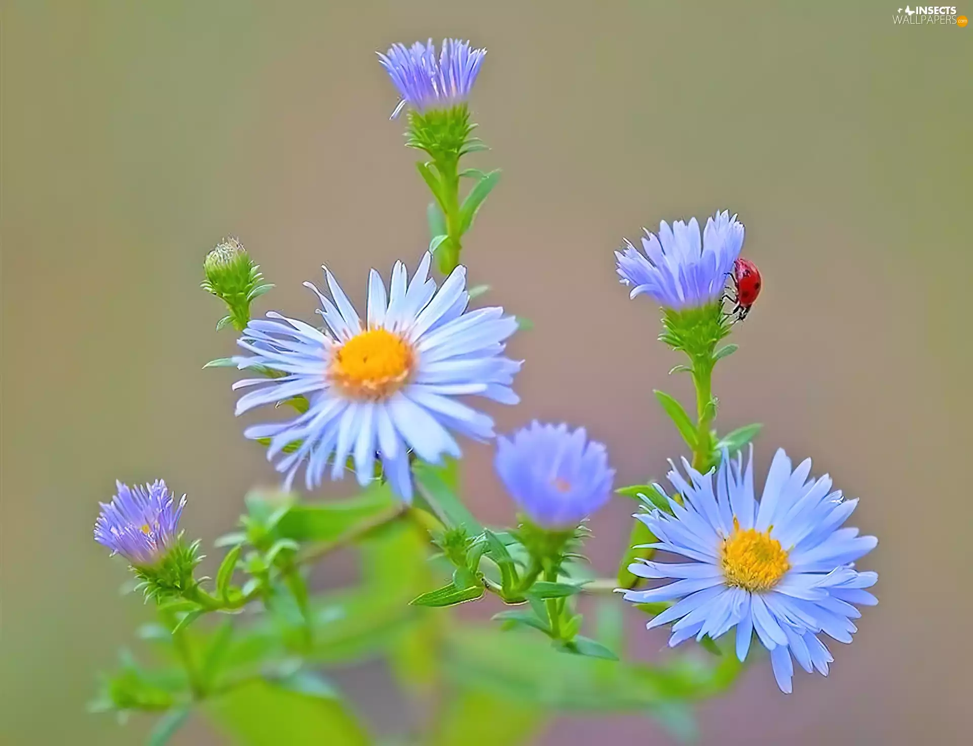 ladybird, Flowers, Insect