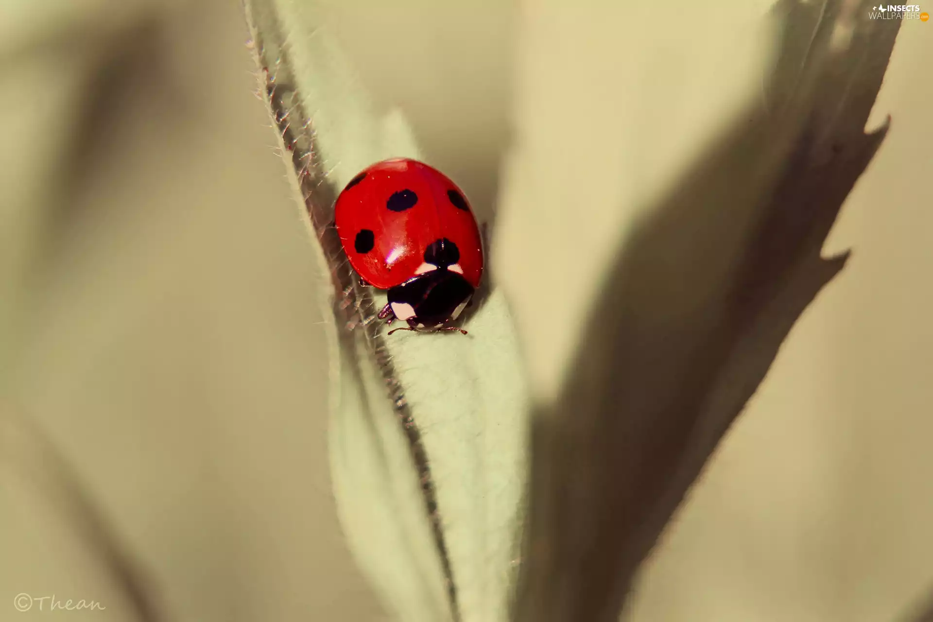 Insect, red hot, ladybird