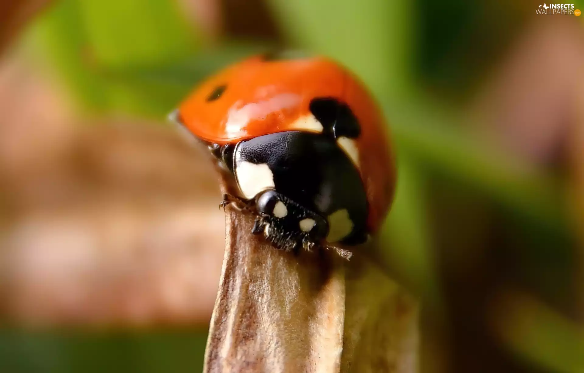 ladybird, leaf