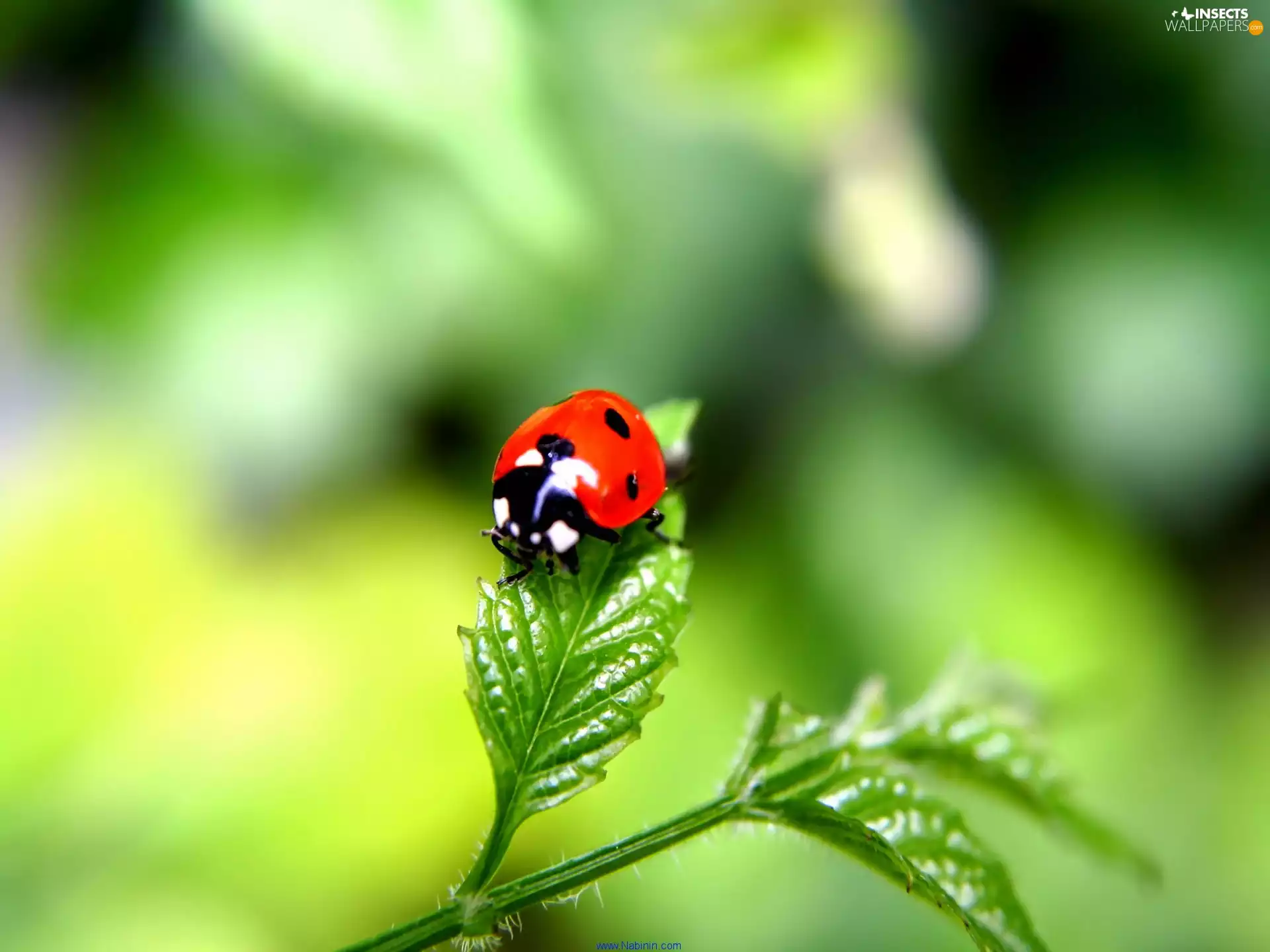 ladybird, leaf