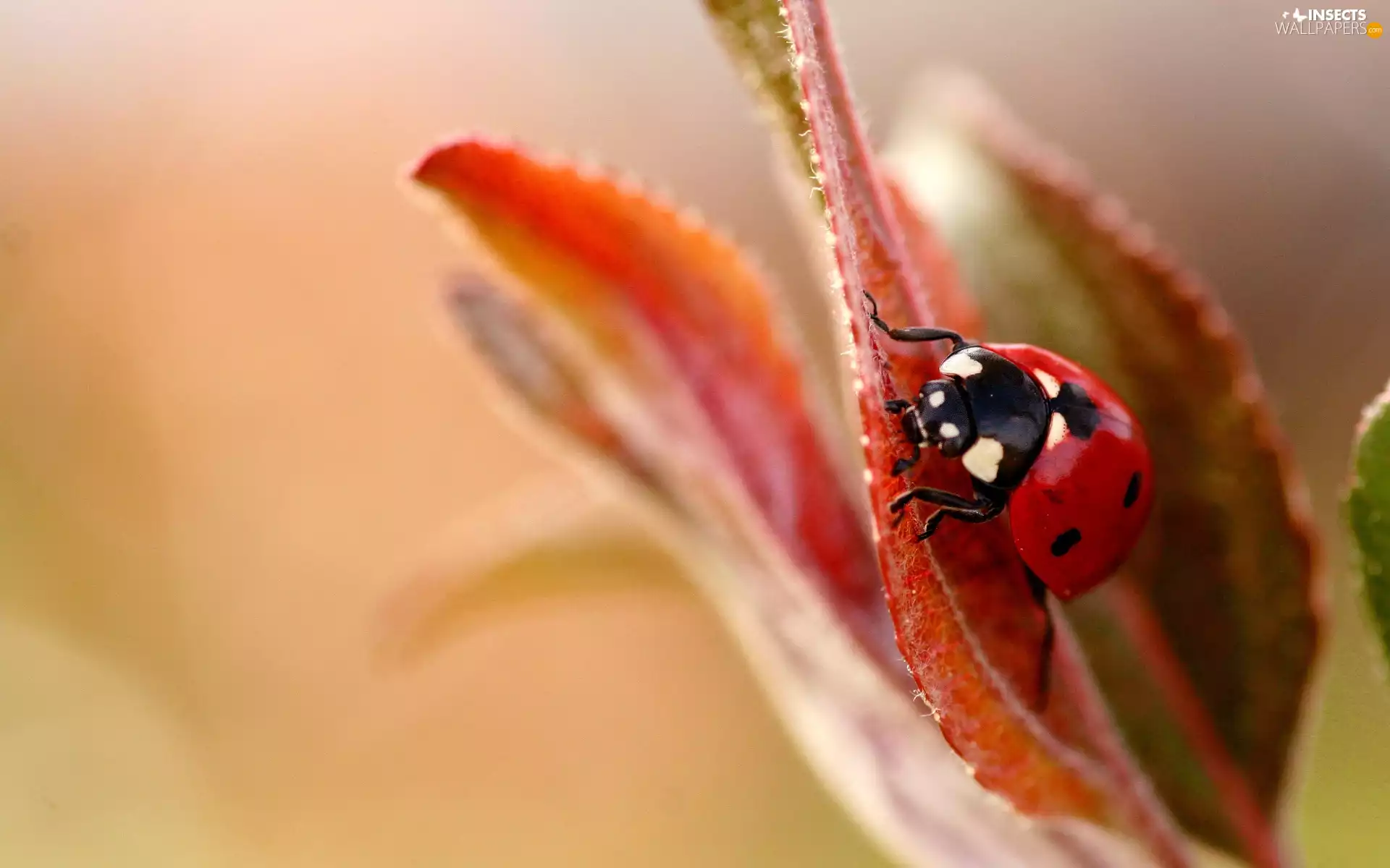 ladybird, leaf