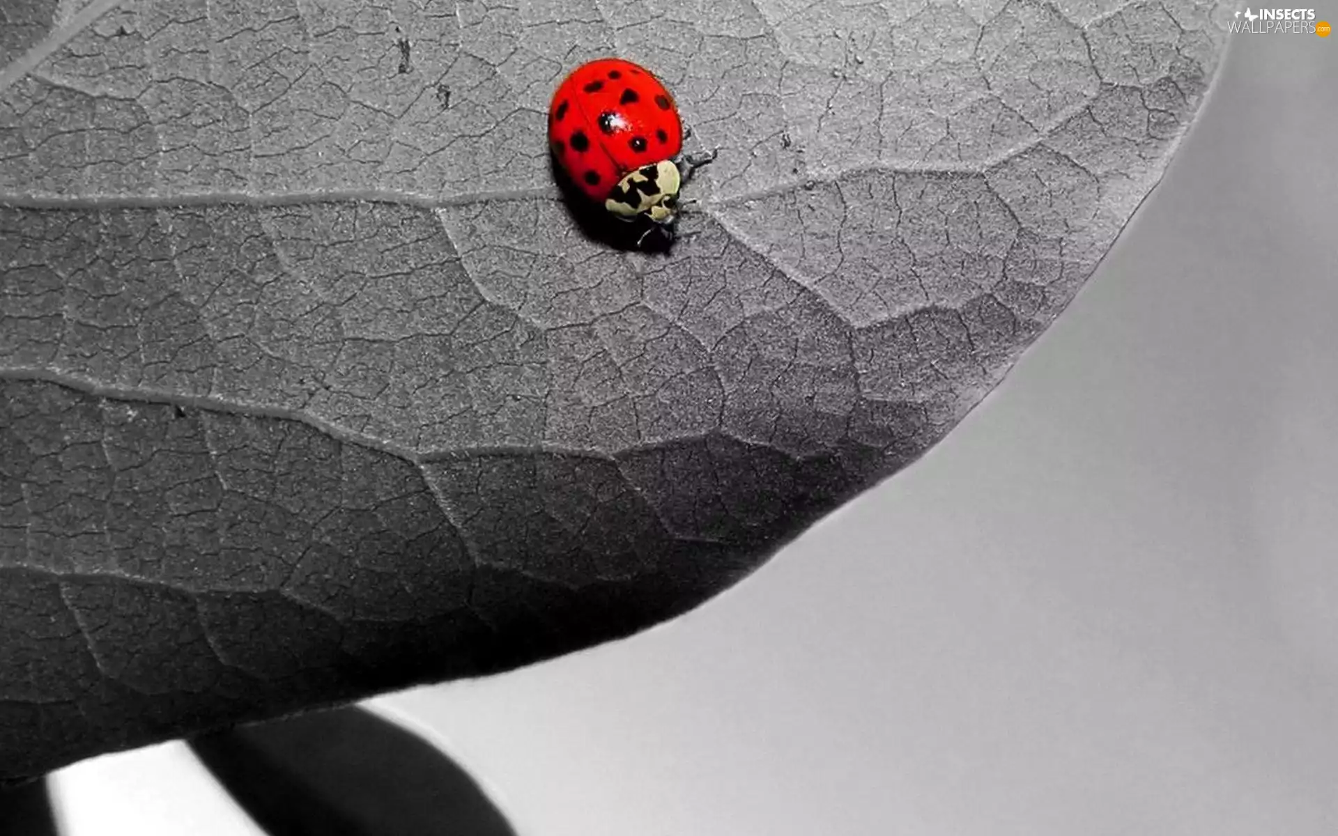 ladybird, leaf