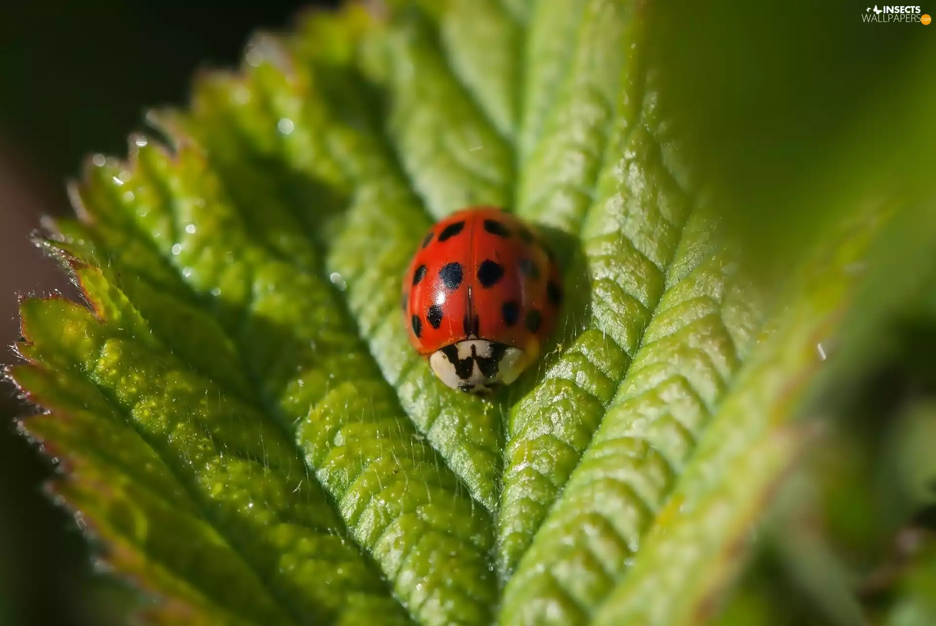 ladybird, leaf