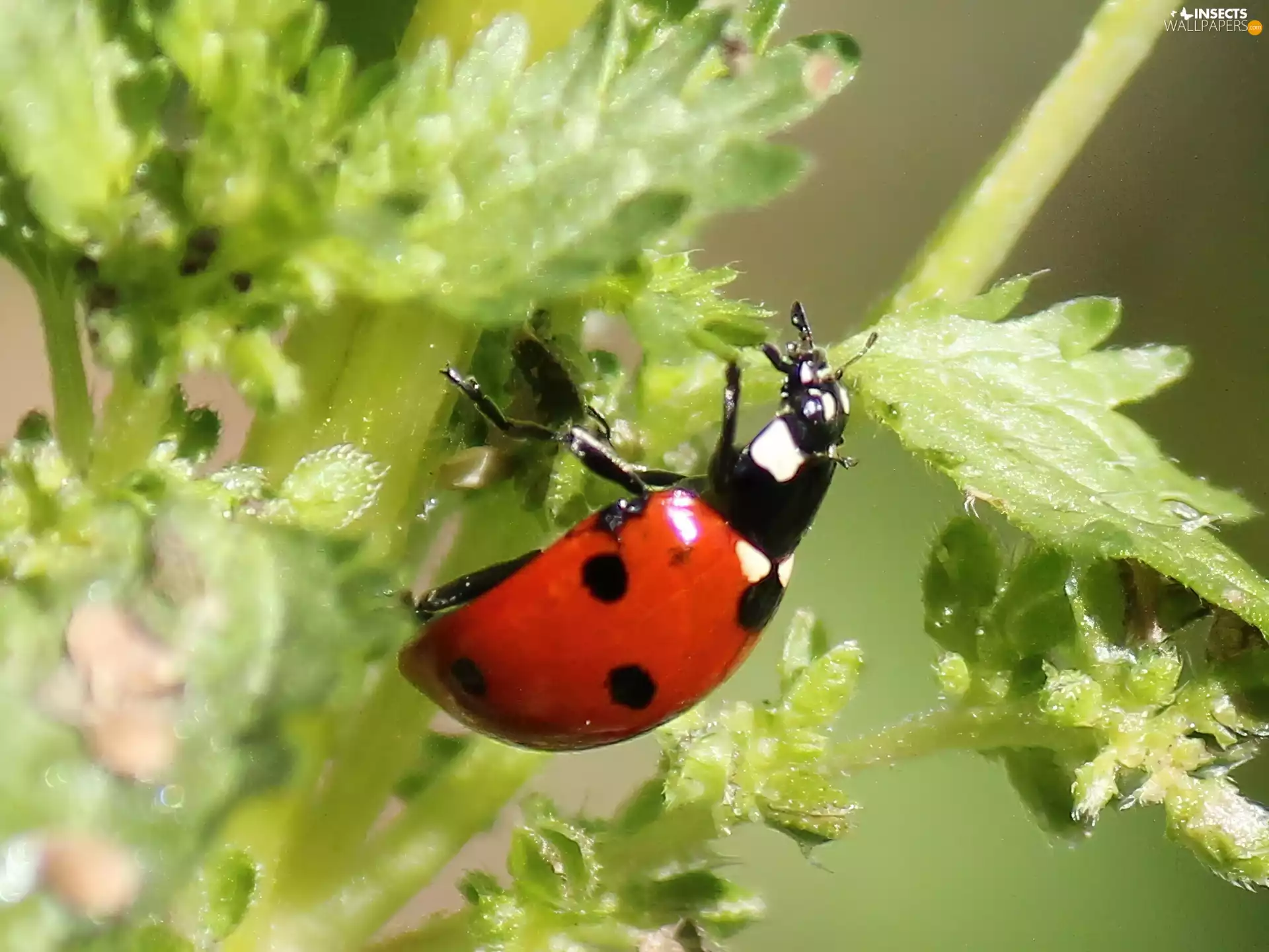 ladybird, Leaf