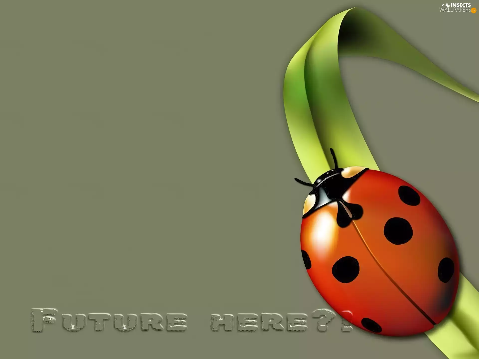 ladybird, leaf