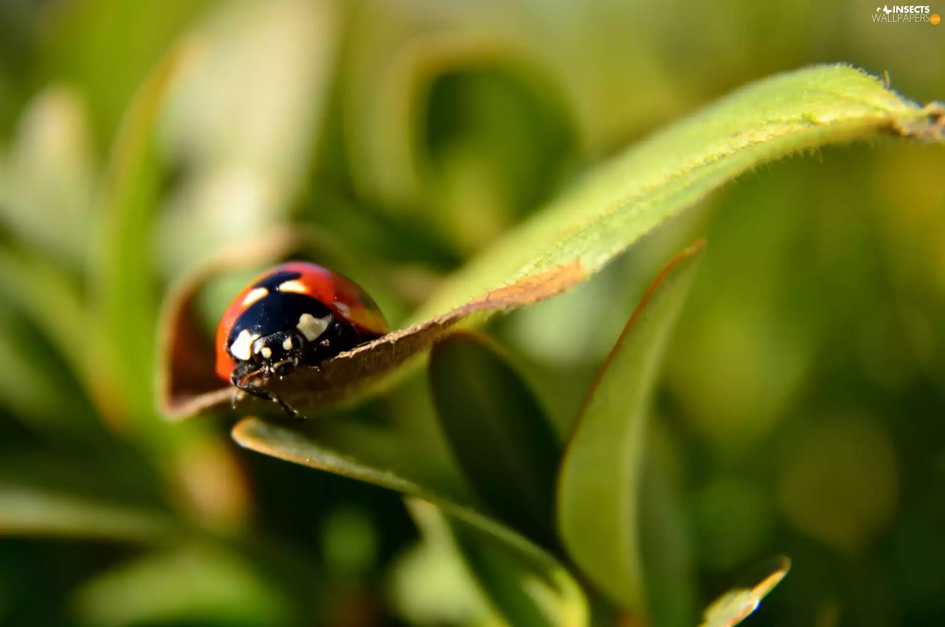 ladybird, leaf