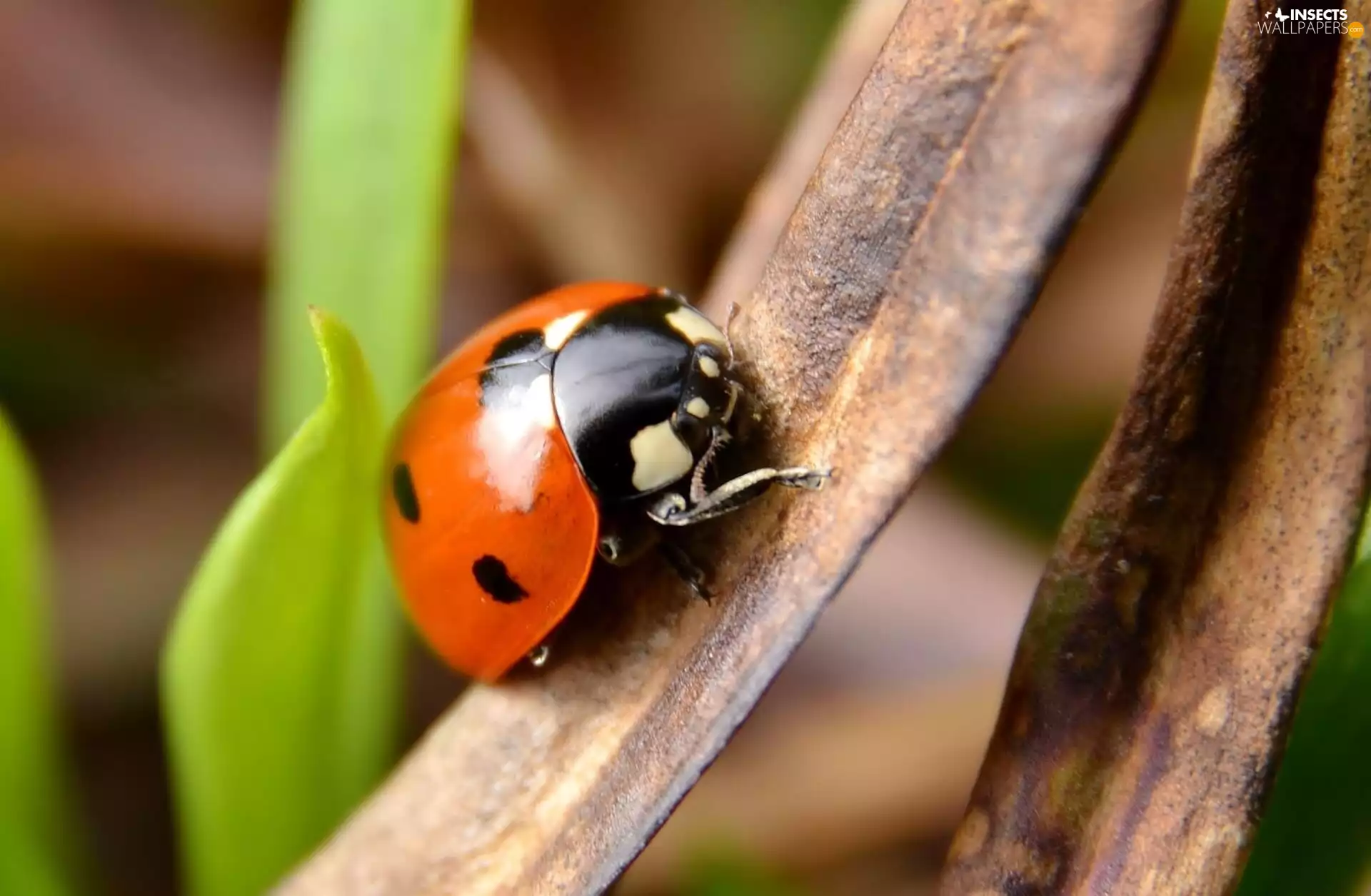 ladybird, leaf
