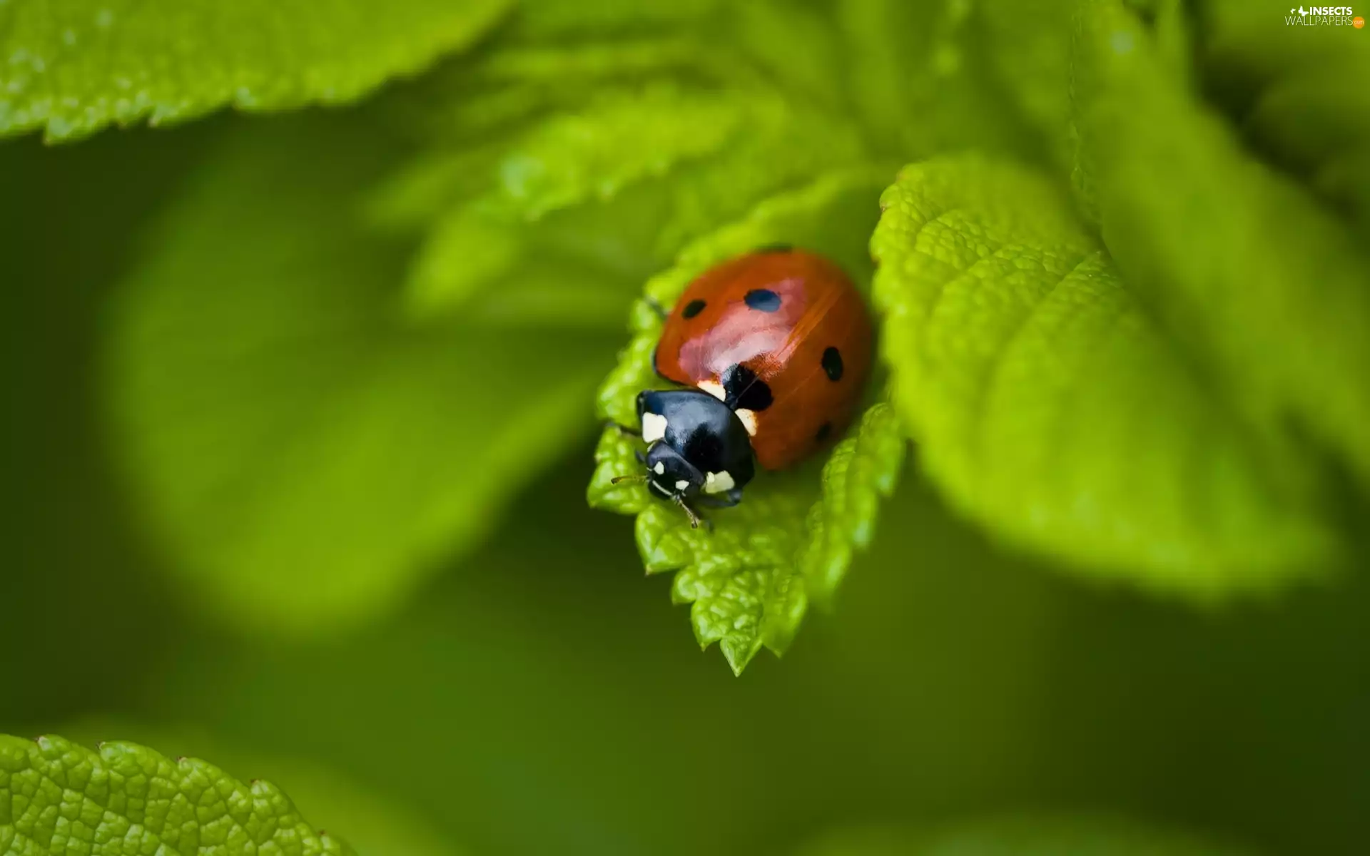 ladybird, Leaf
