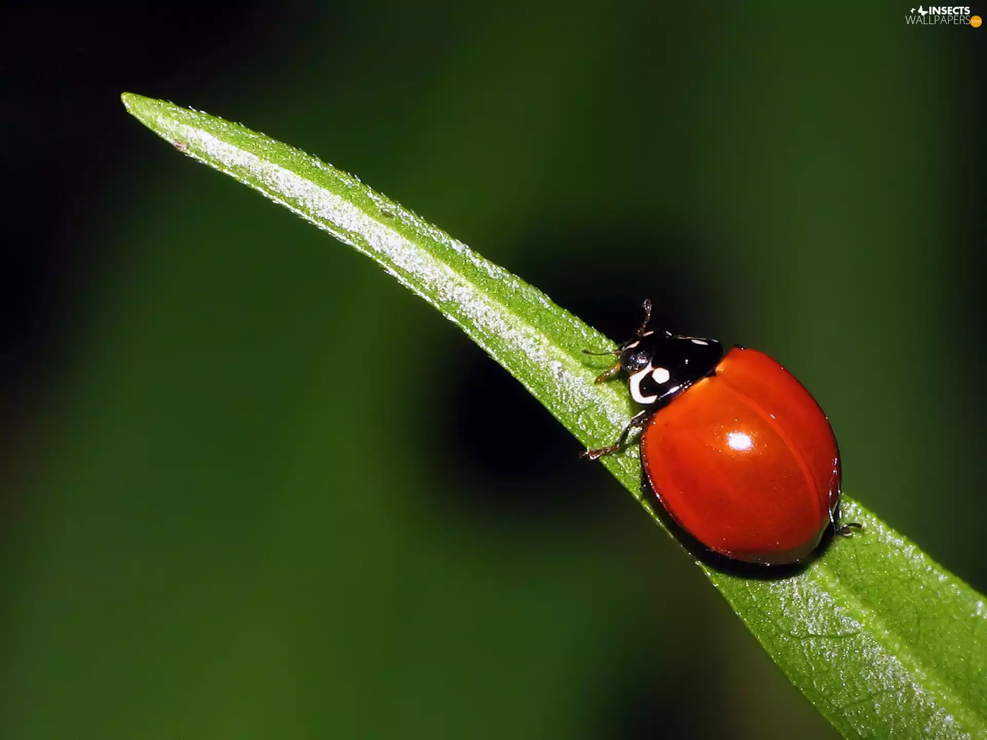 ladybird, leaf