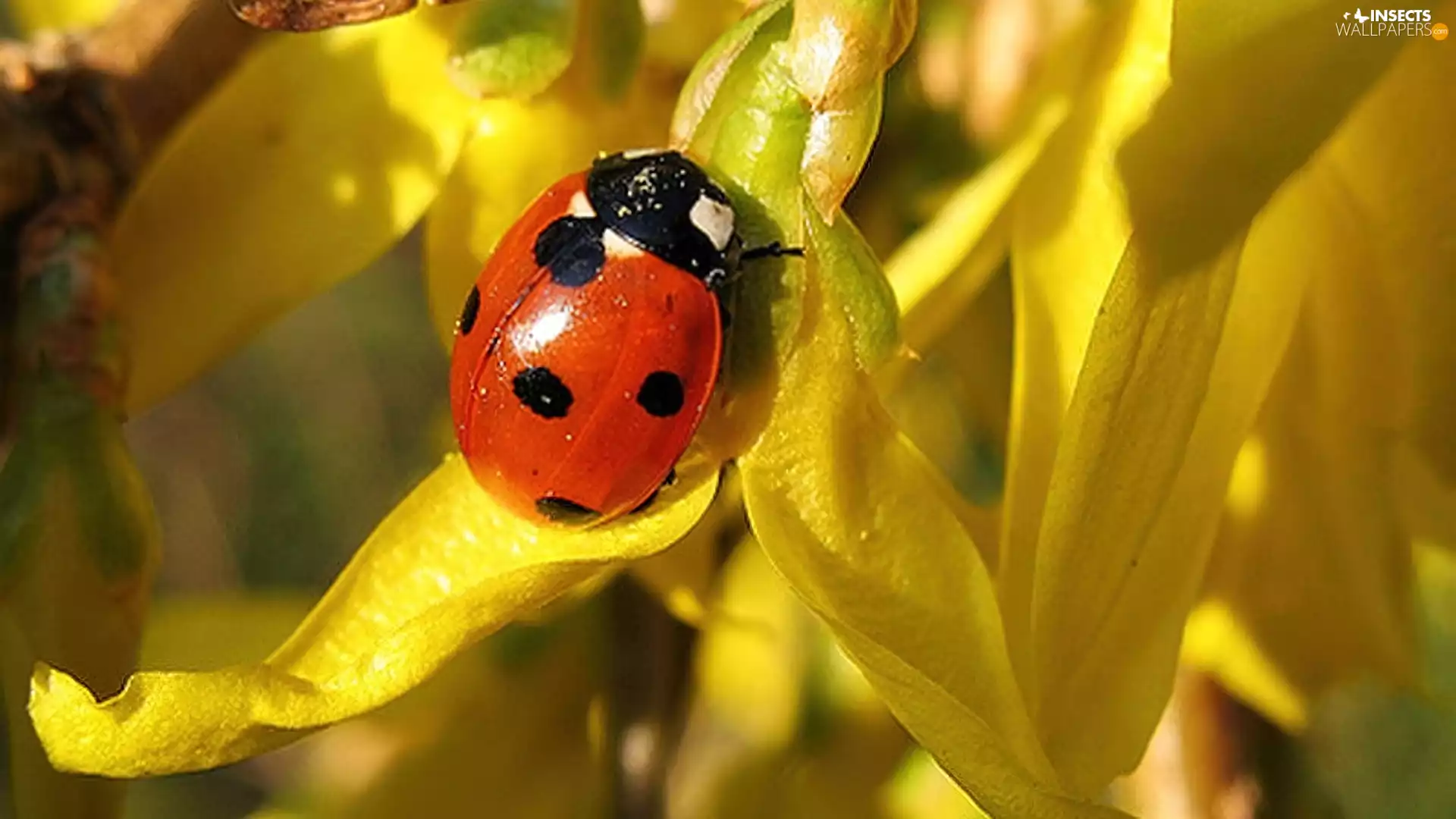 ladybird, Yellow, list
