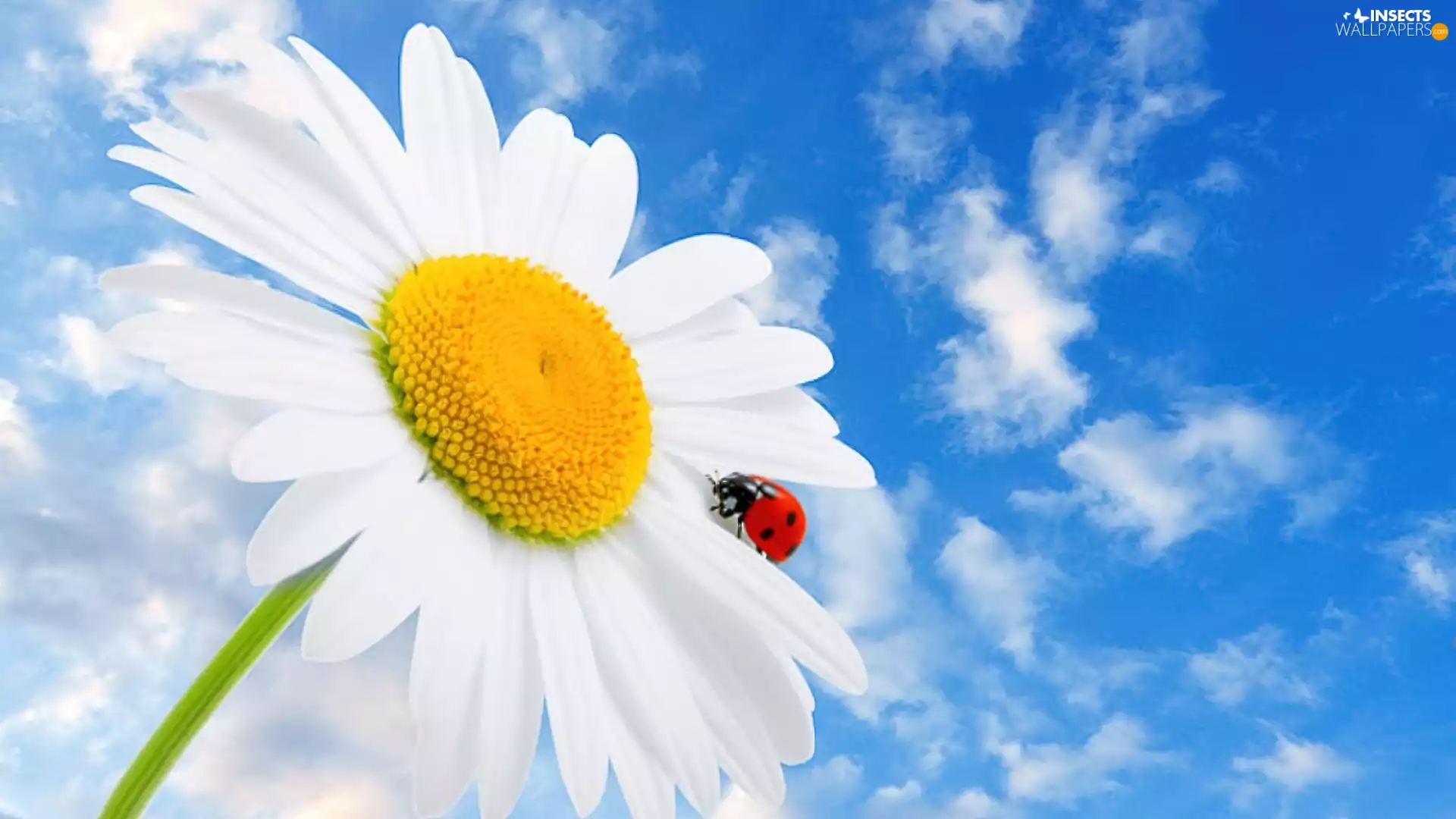 ladybird, Sky, Margaretka