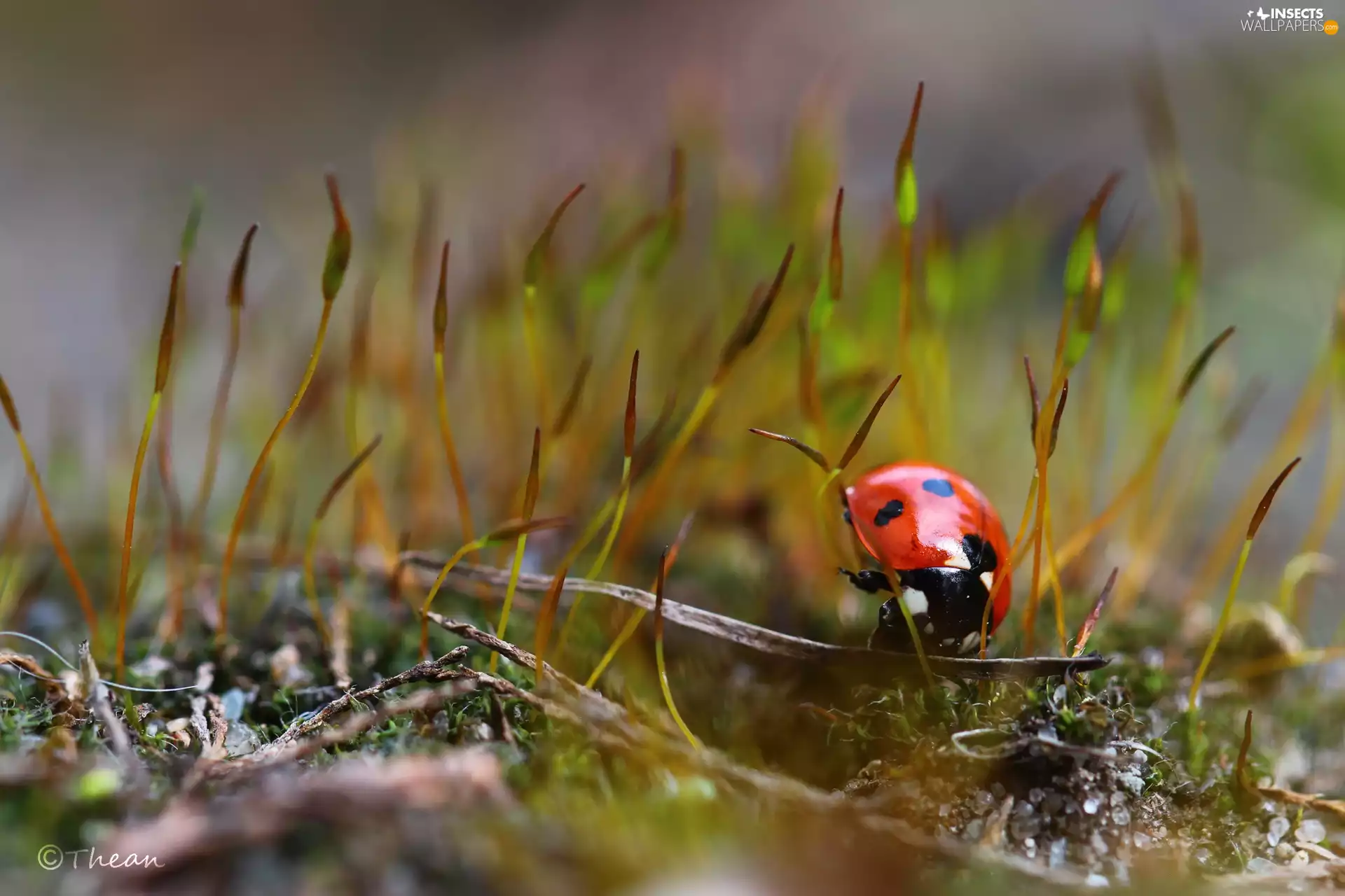 ladybird, Moss