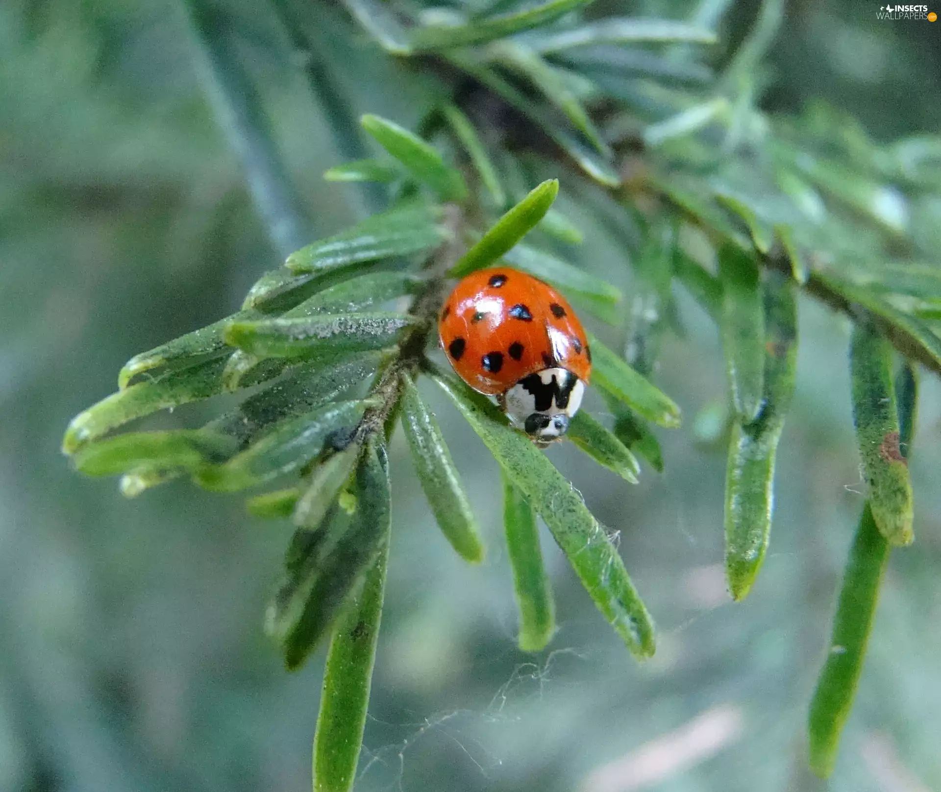 ladybird, needles