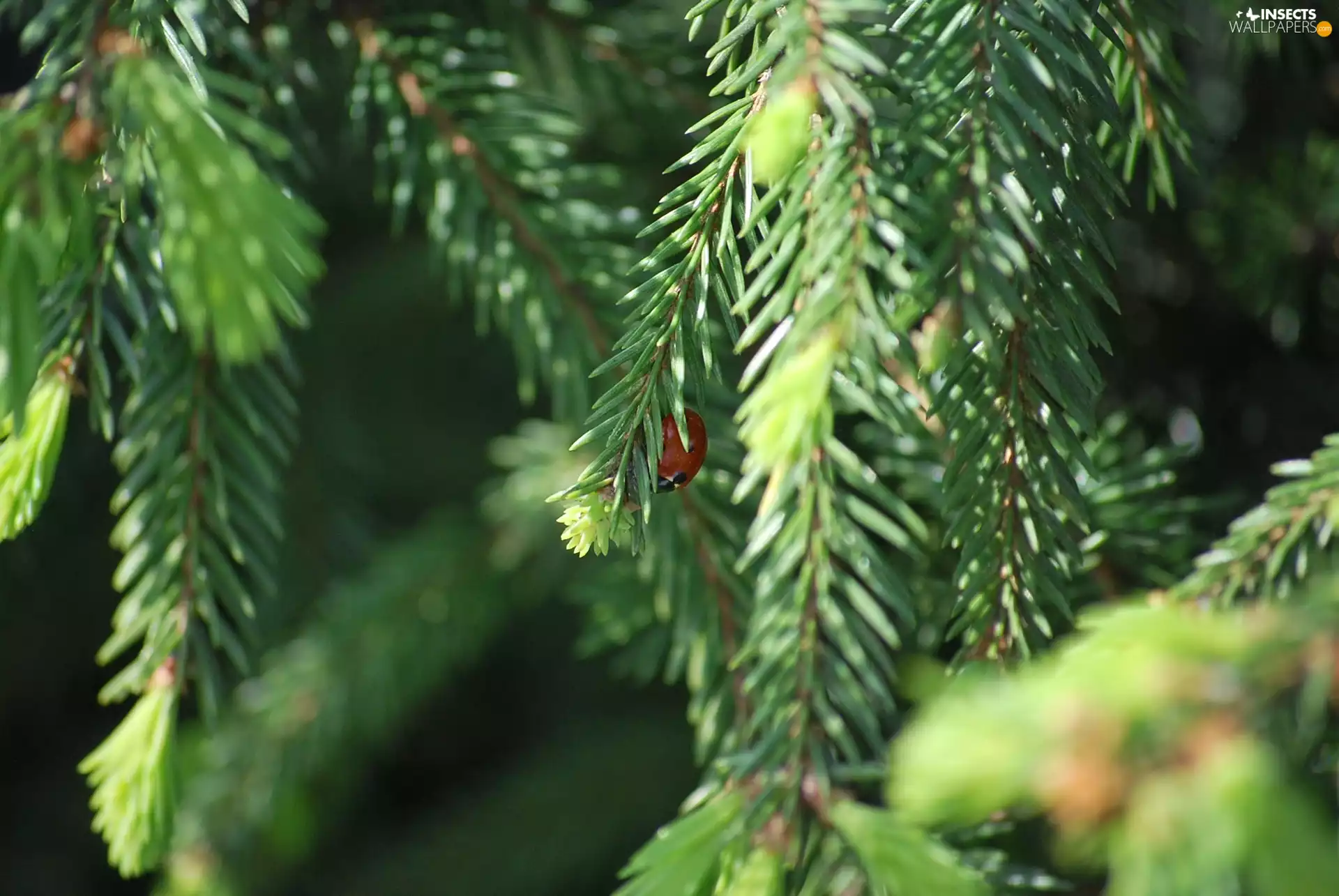 ladybird, pine