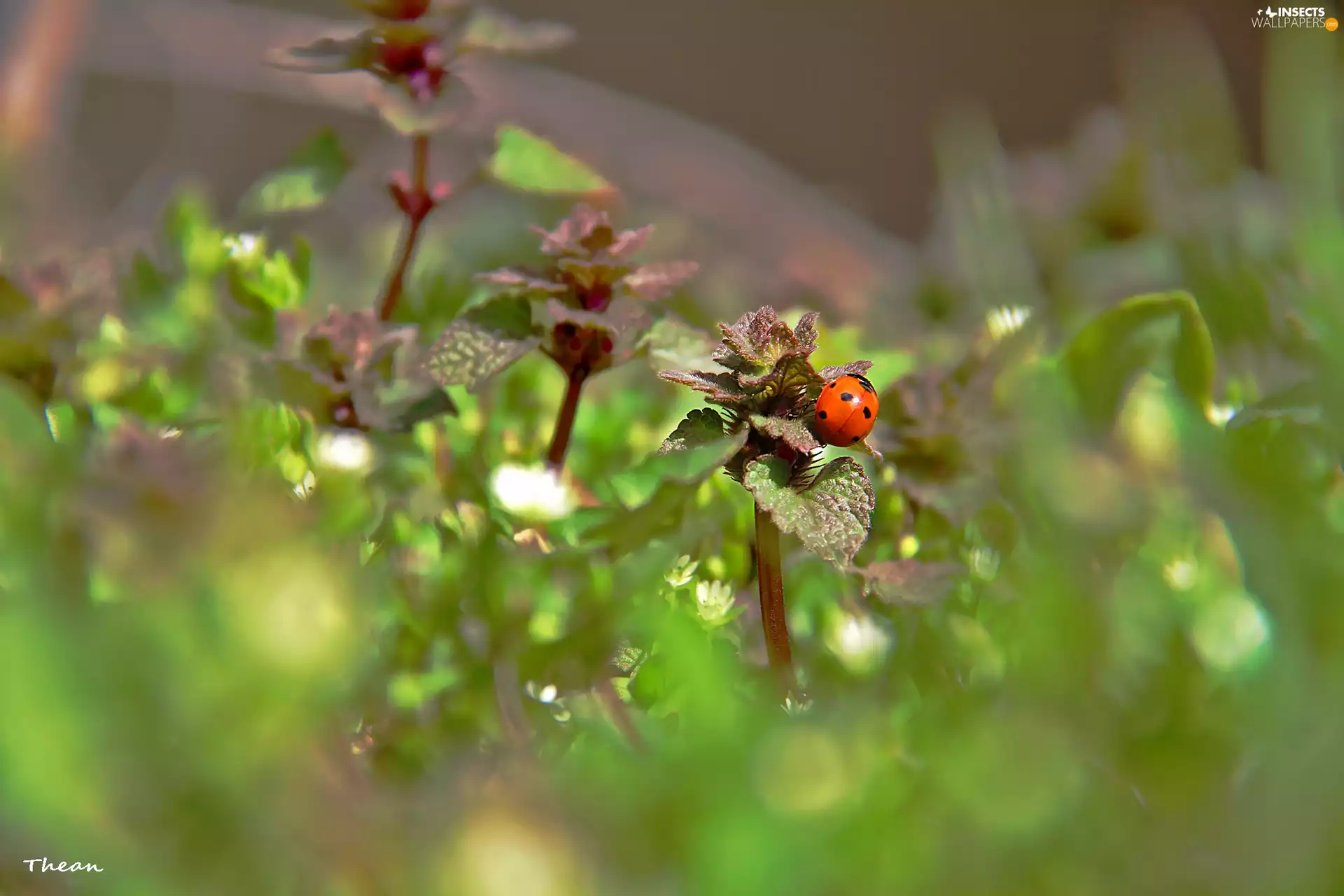 ladybird, Plants
