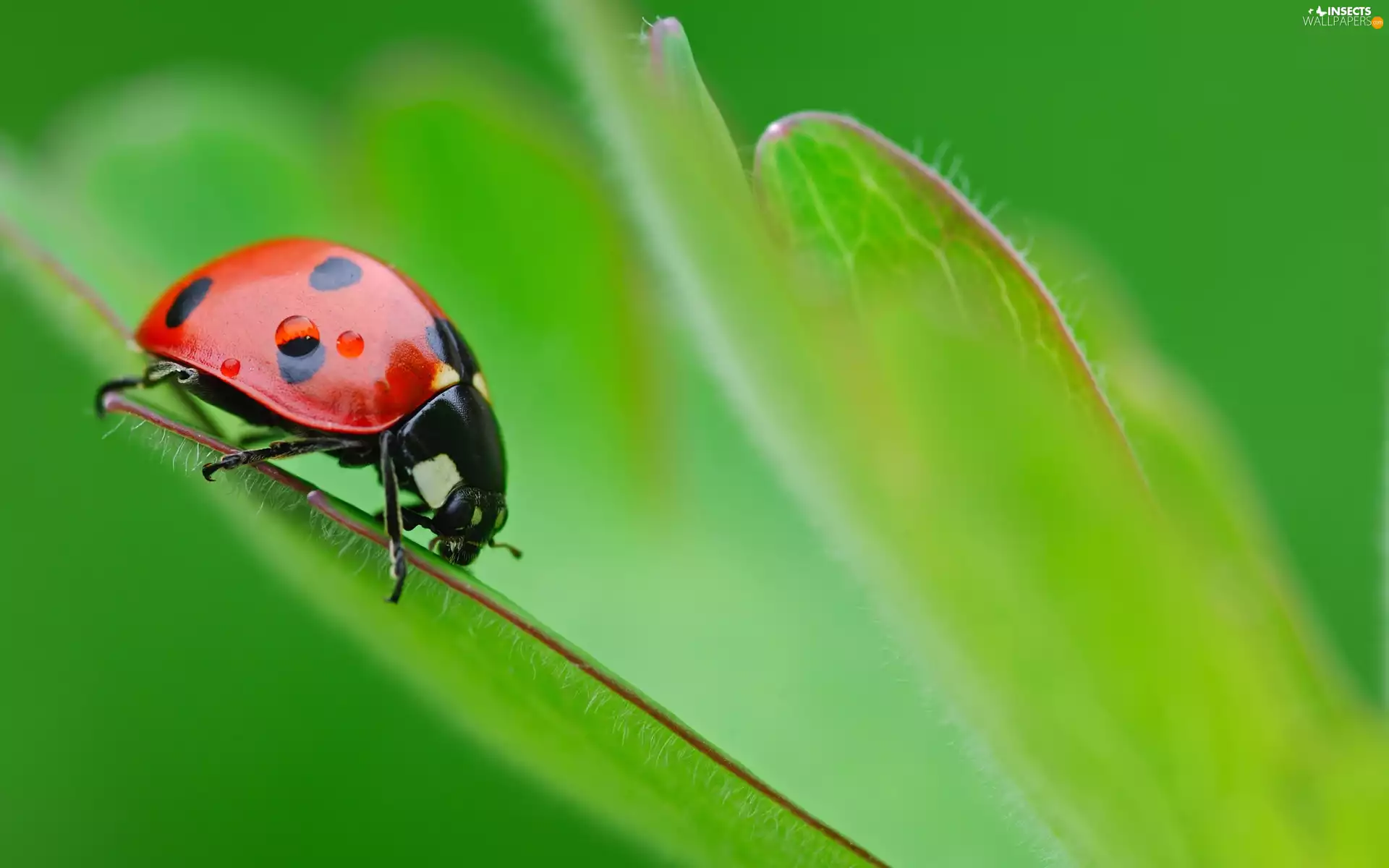 ladybird, rapprochement