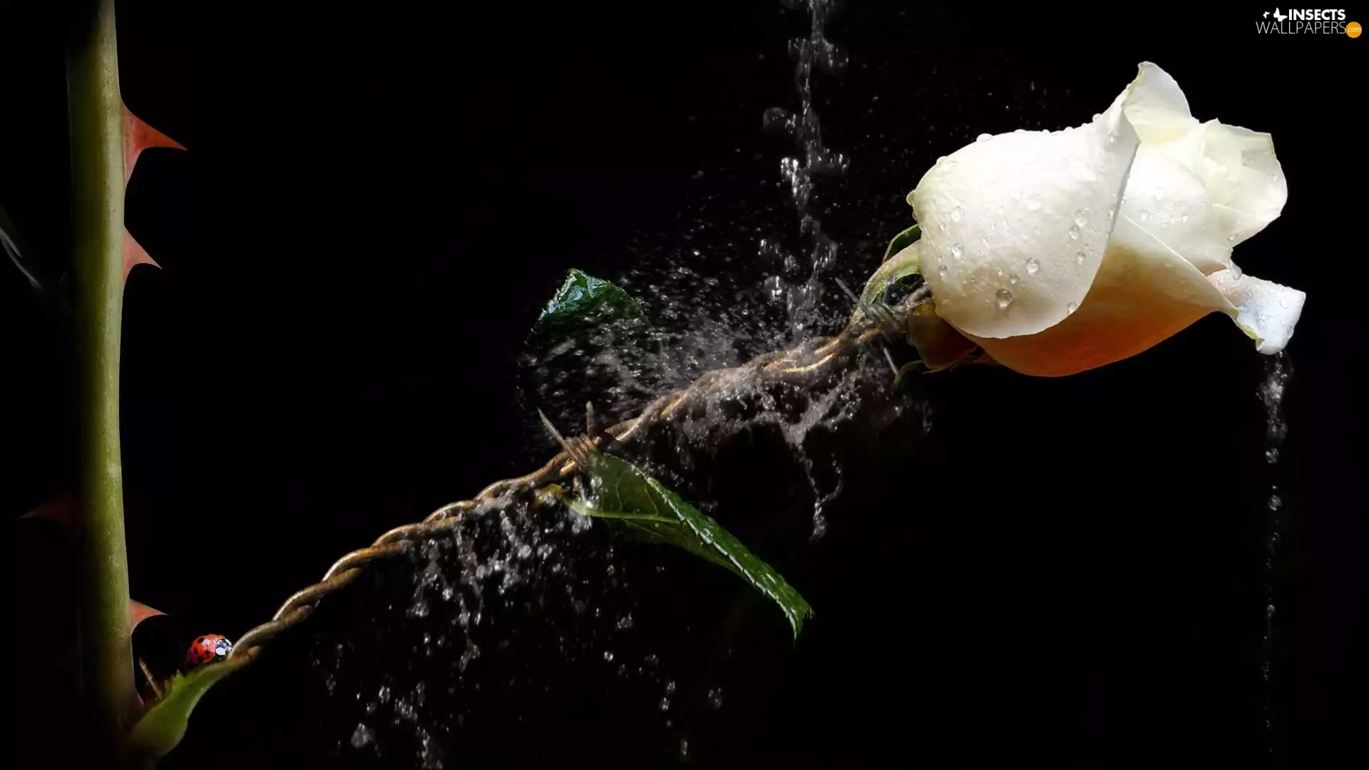 water, ladybird, rose, drops, White