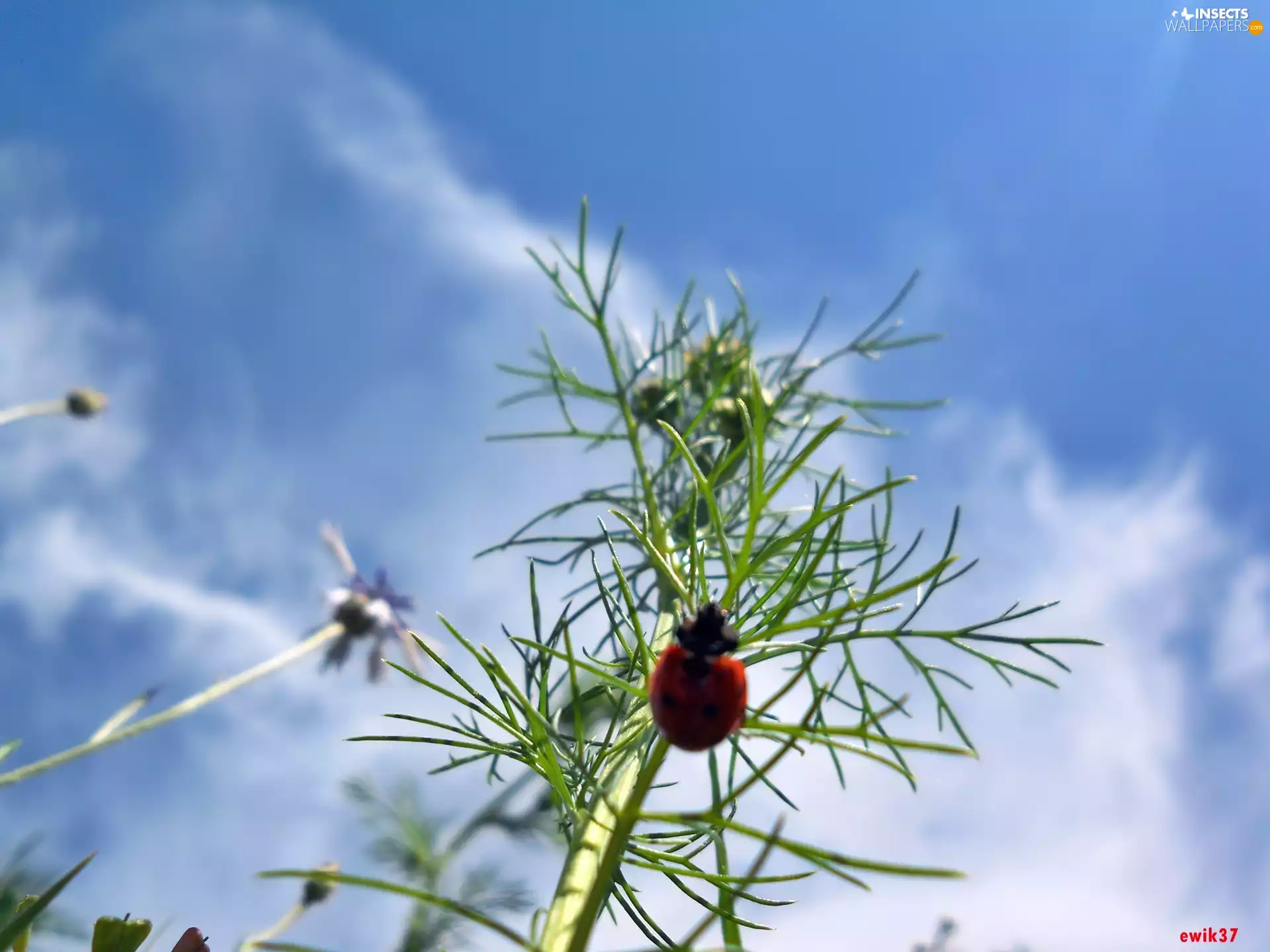 ladybird, chamomile, Sky